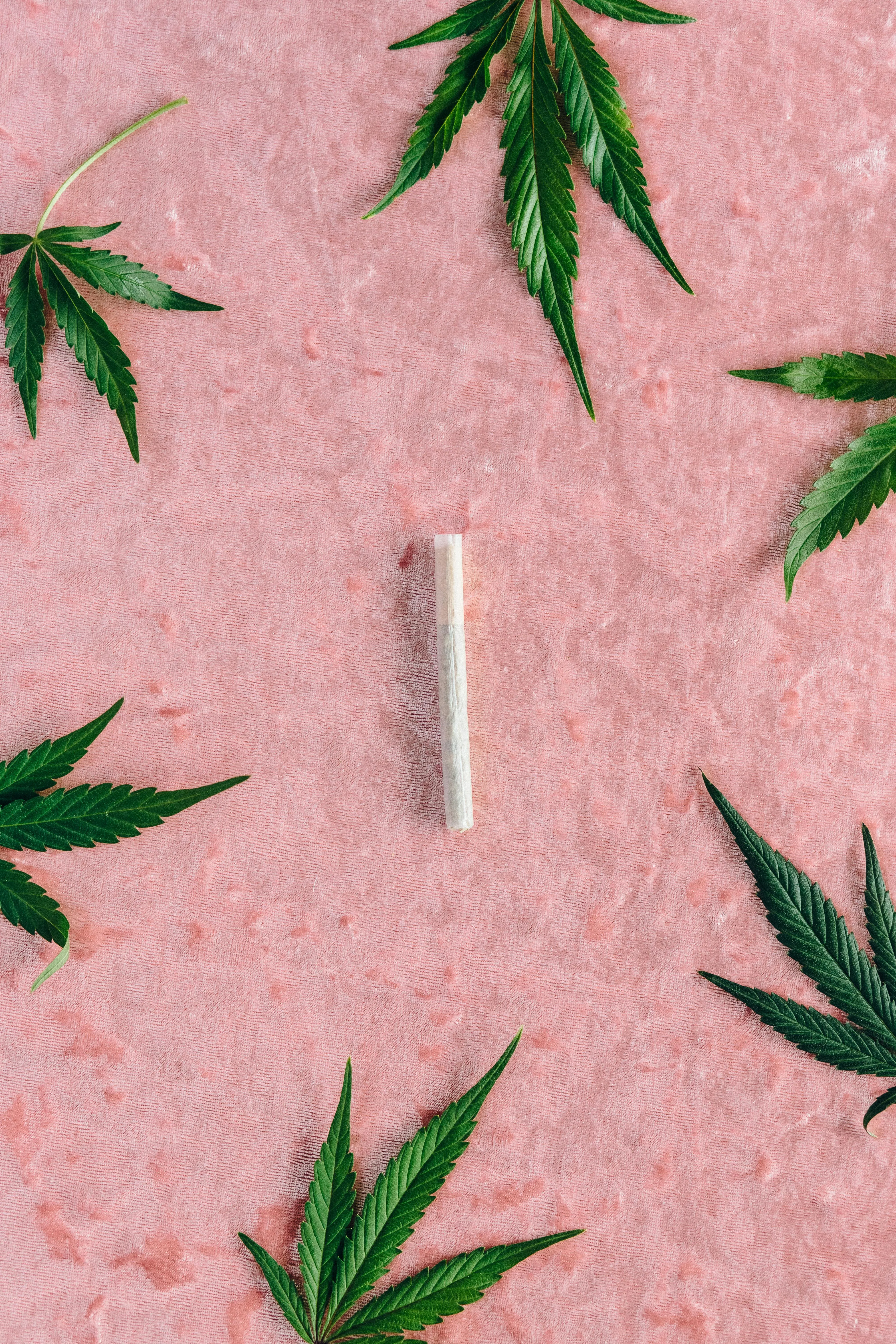 indica
