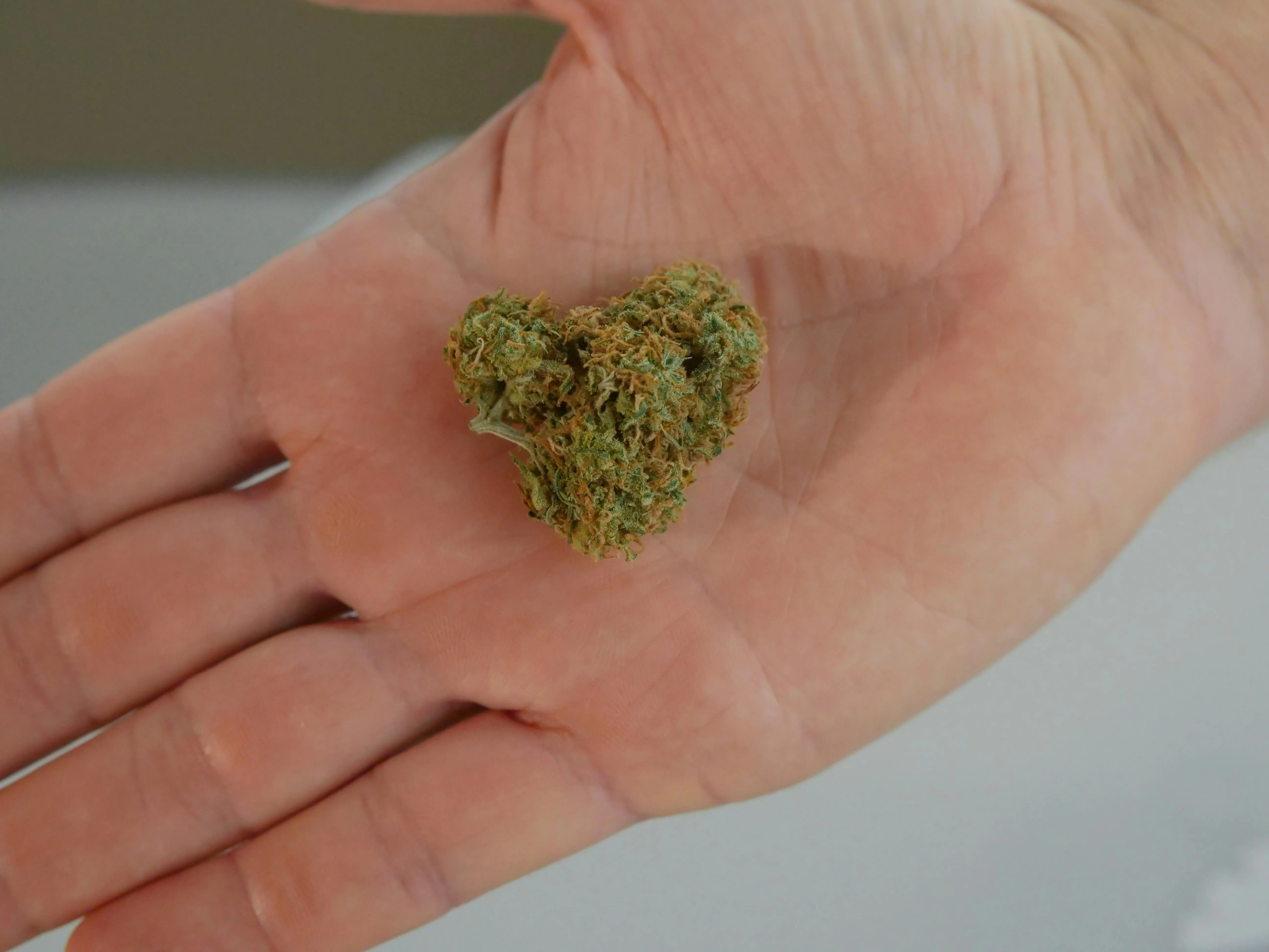 cannabis laws Toronto