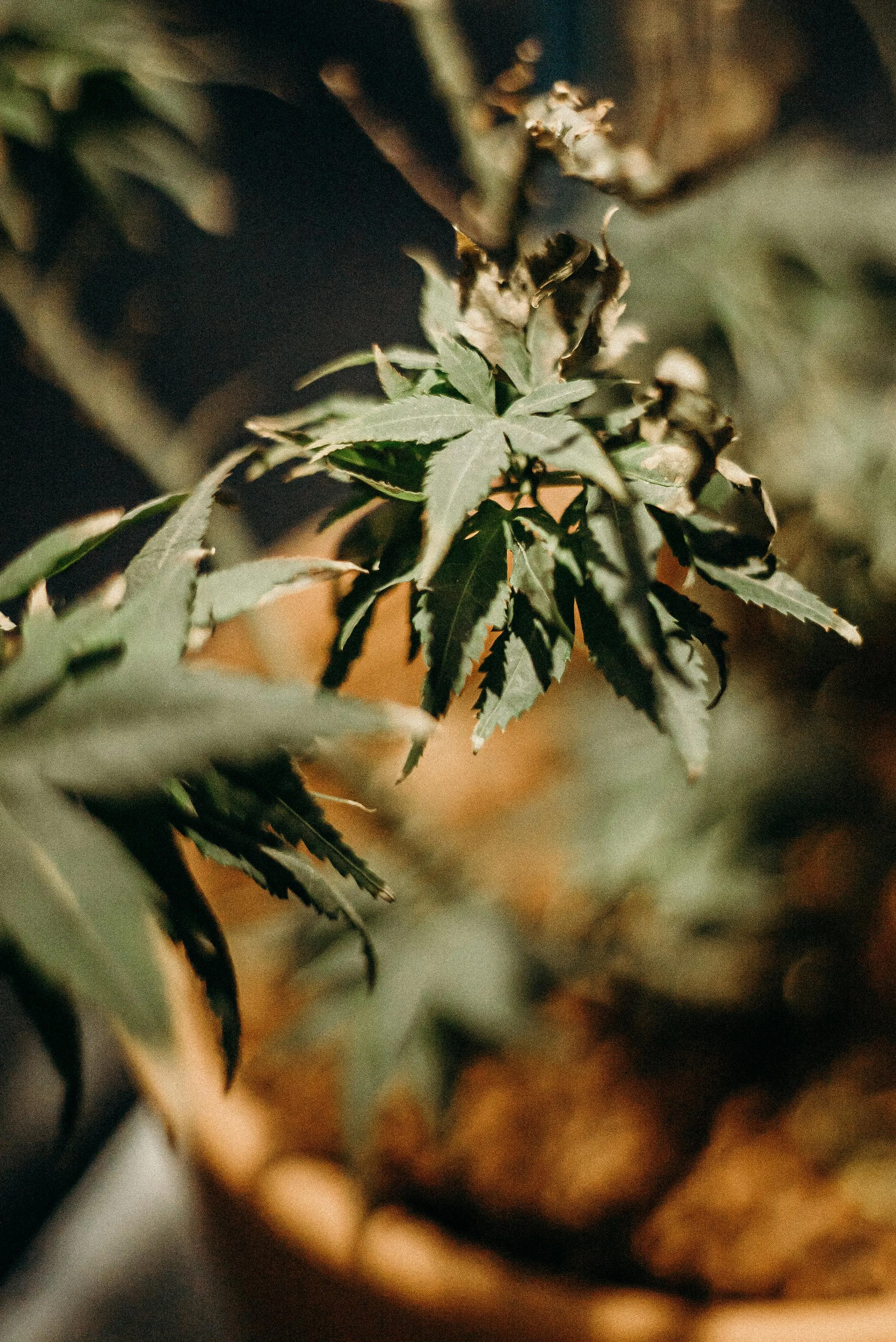 weed dispensary toronto
