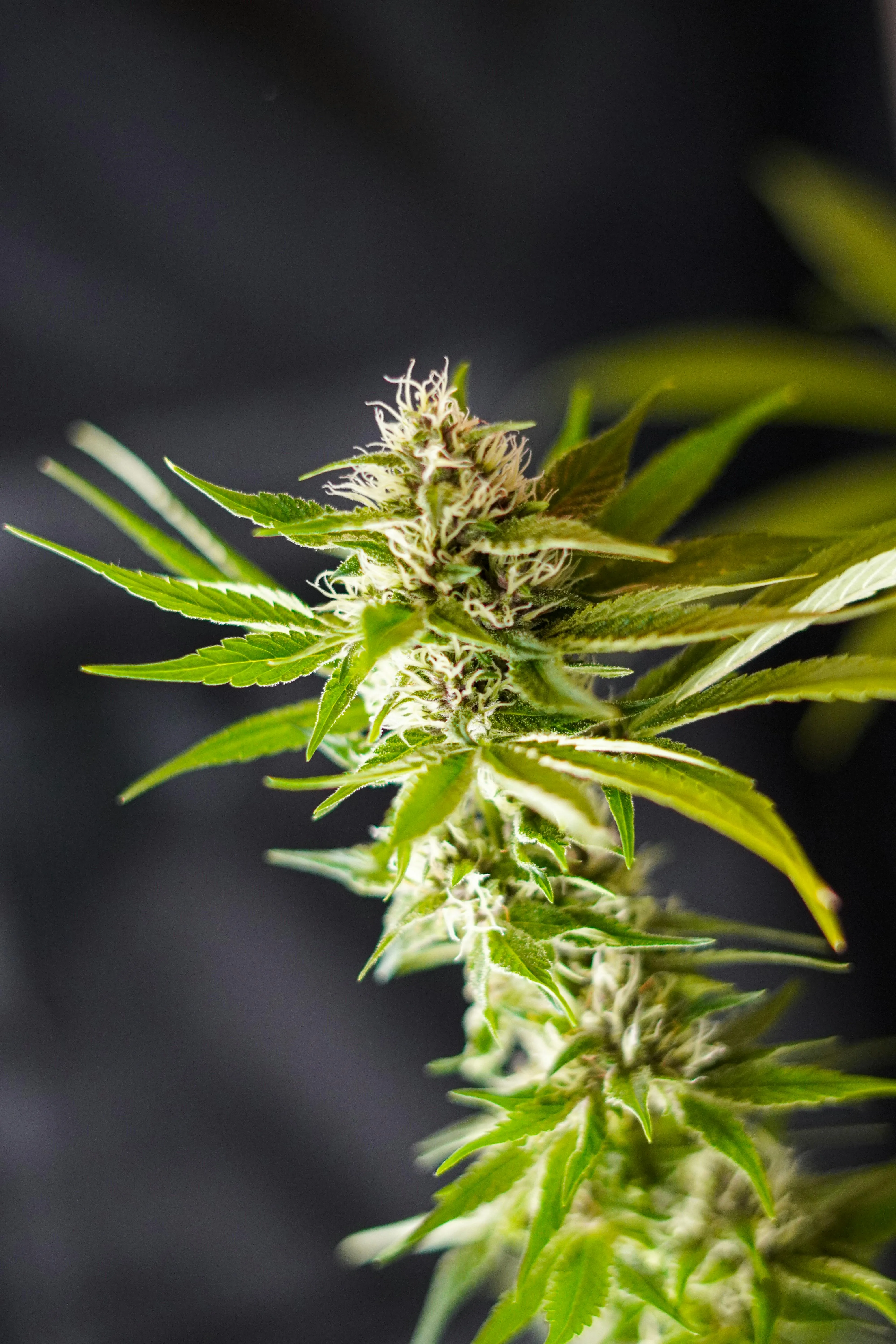 weed control