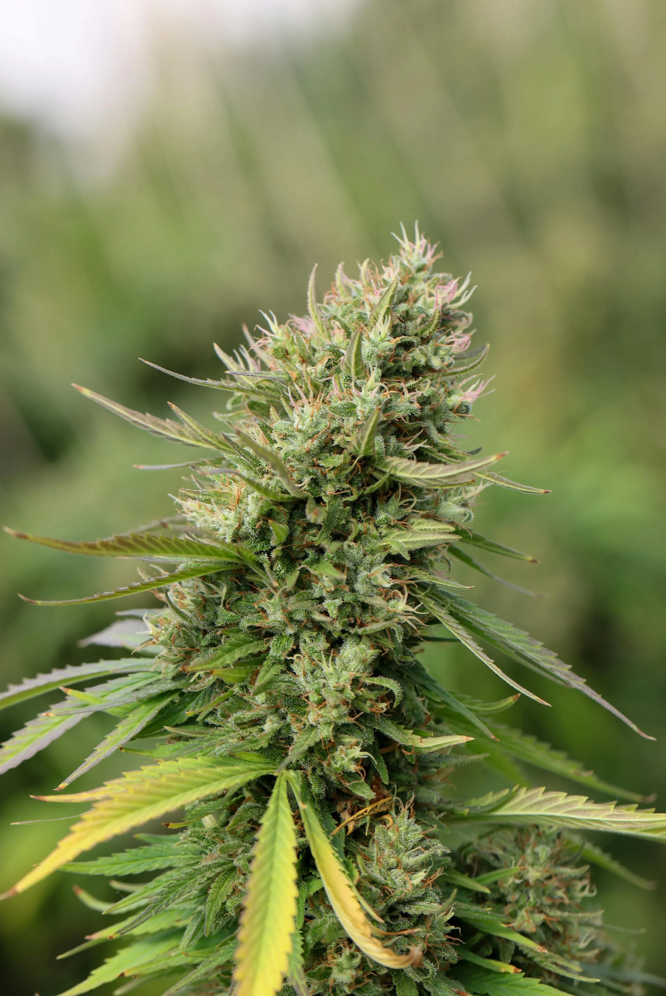 weed control