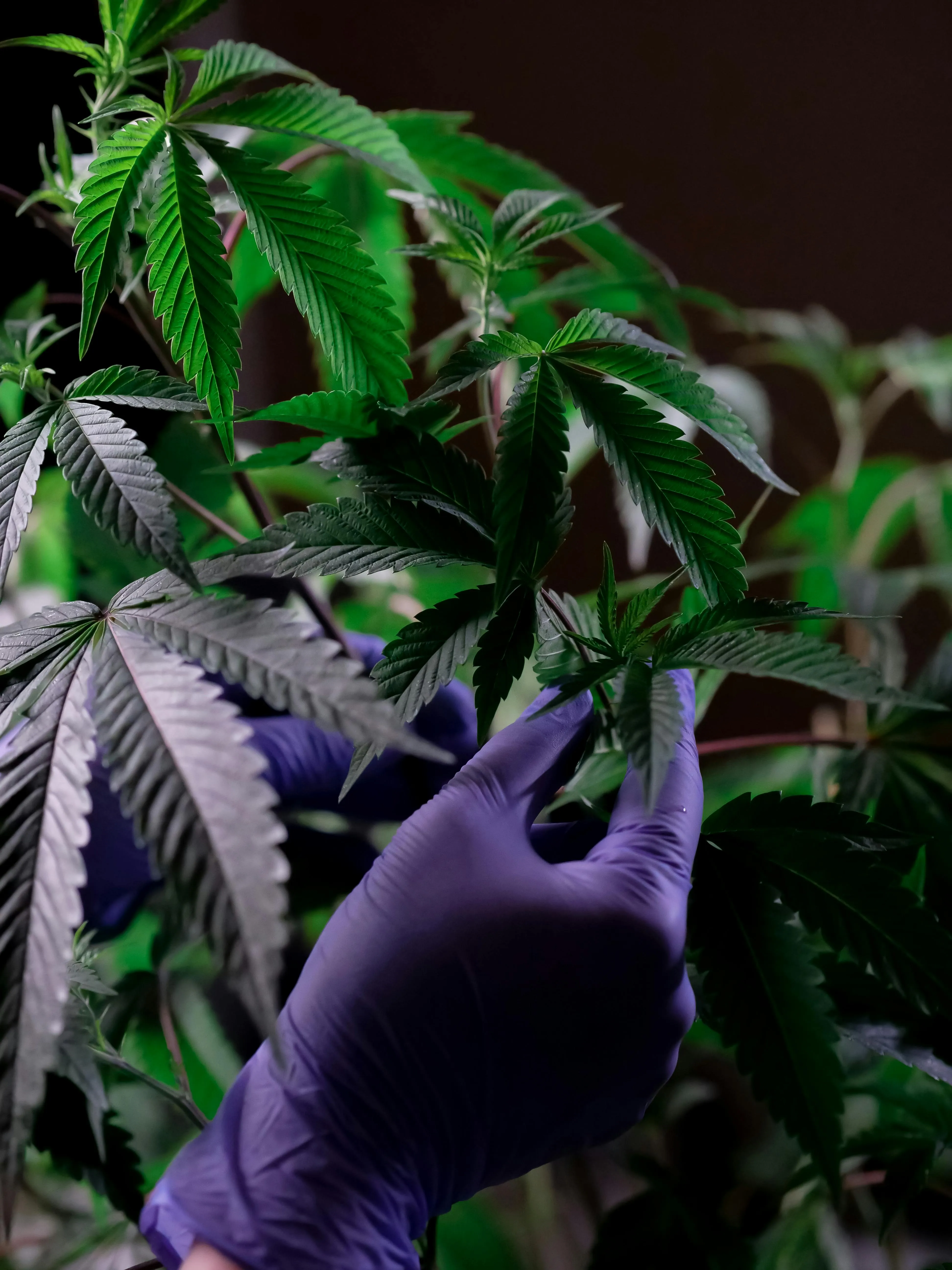 dispensary montreal