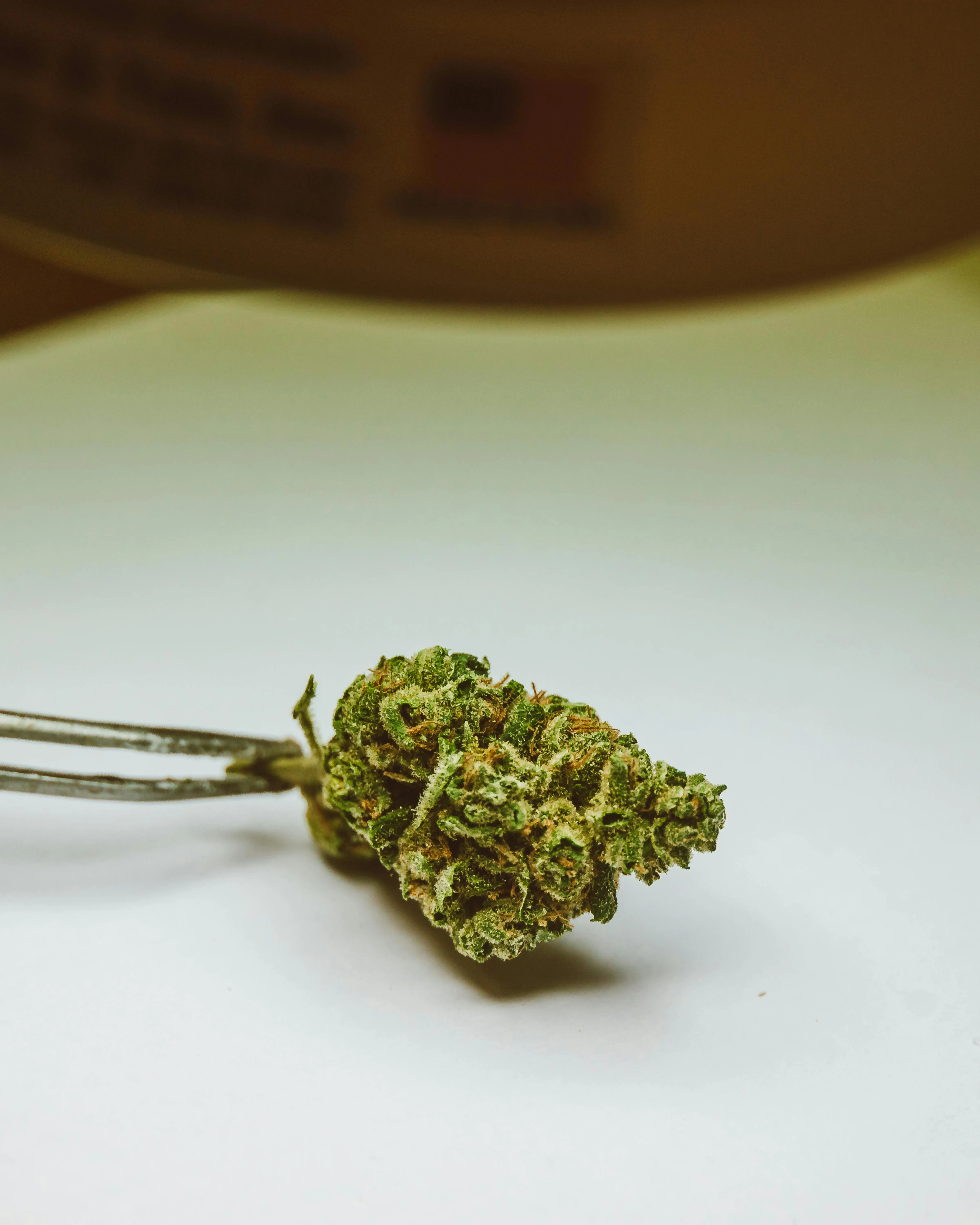 cannabis