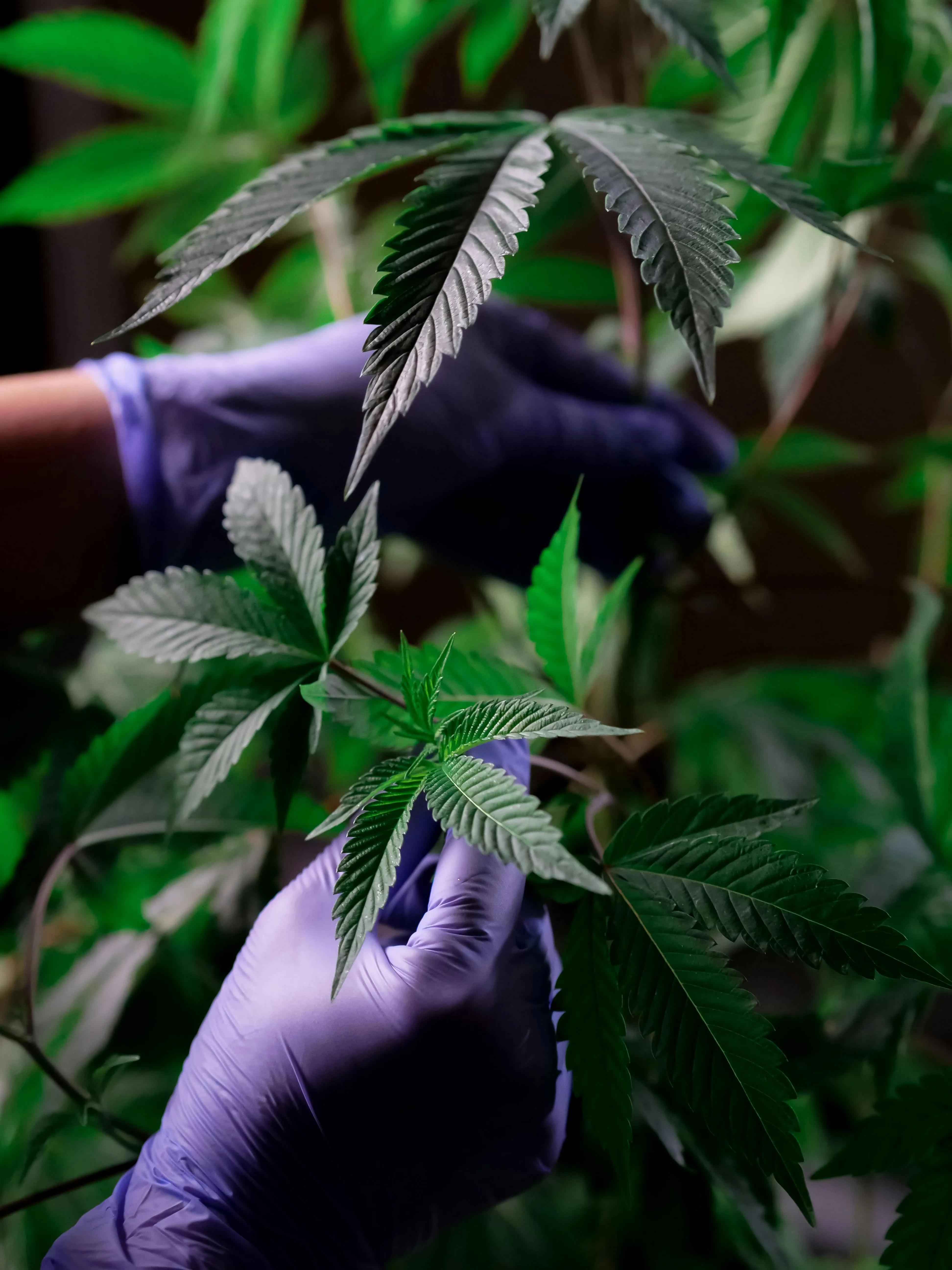 cannabis delivery toronto