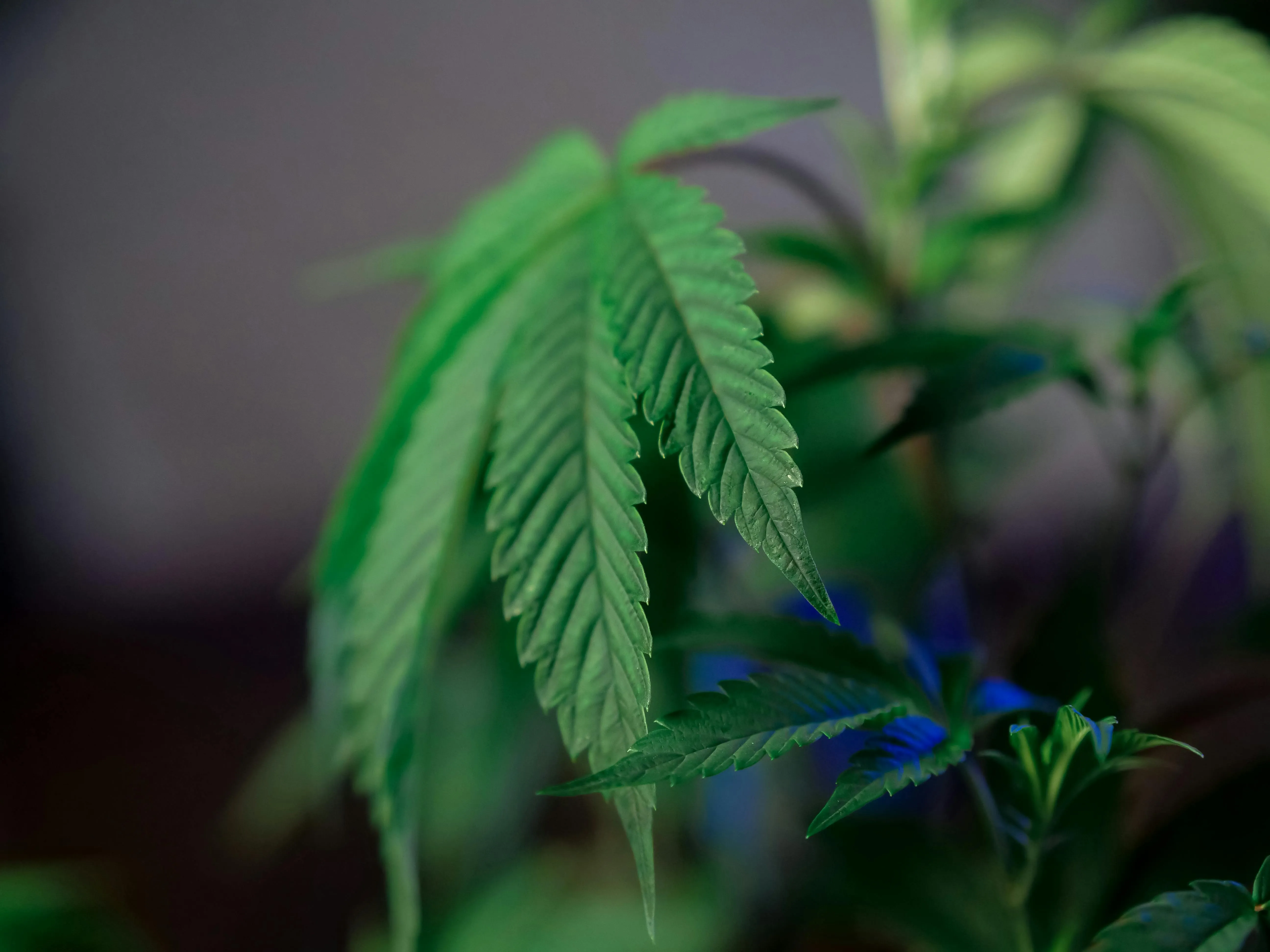 Toronto cannabis delivery