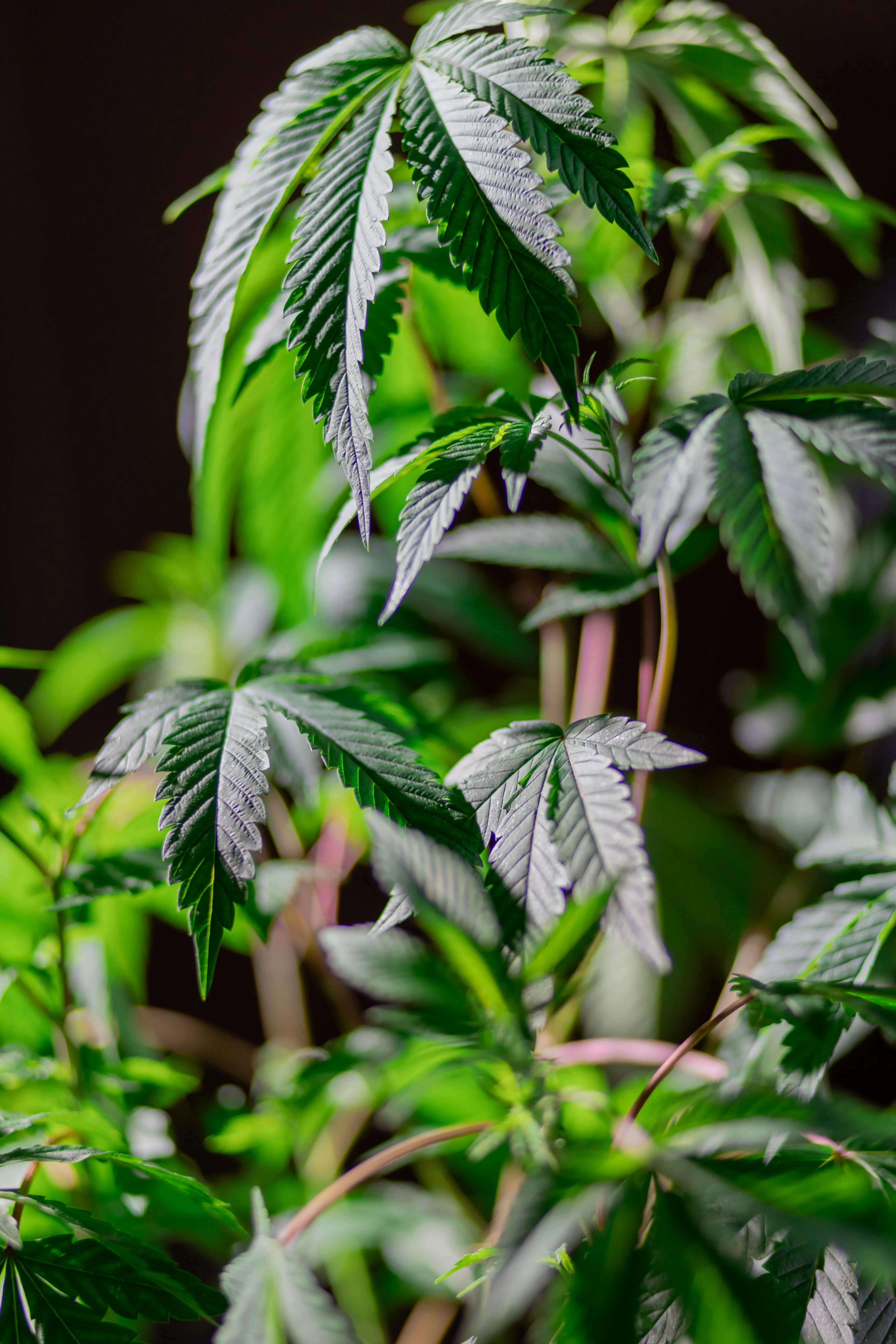 dispensaries near me toronto