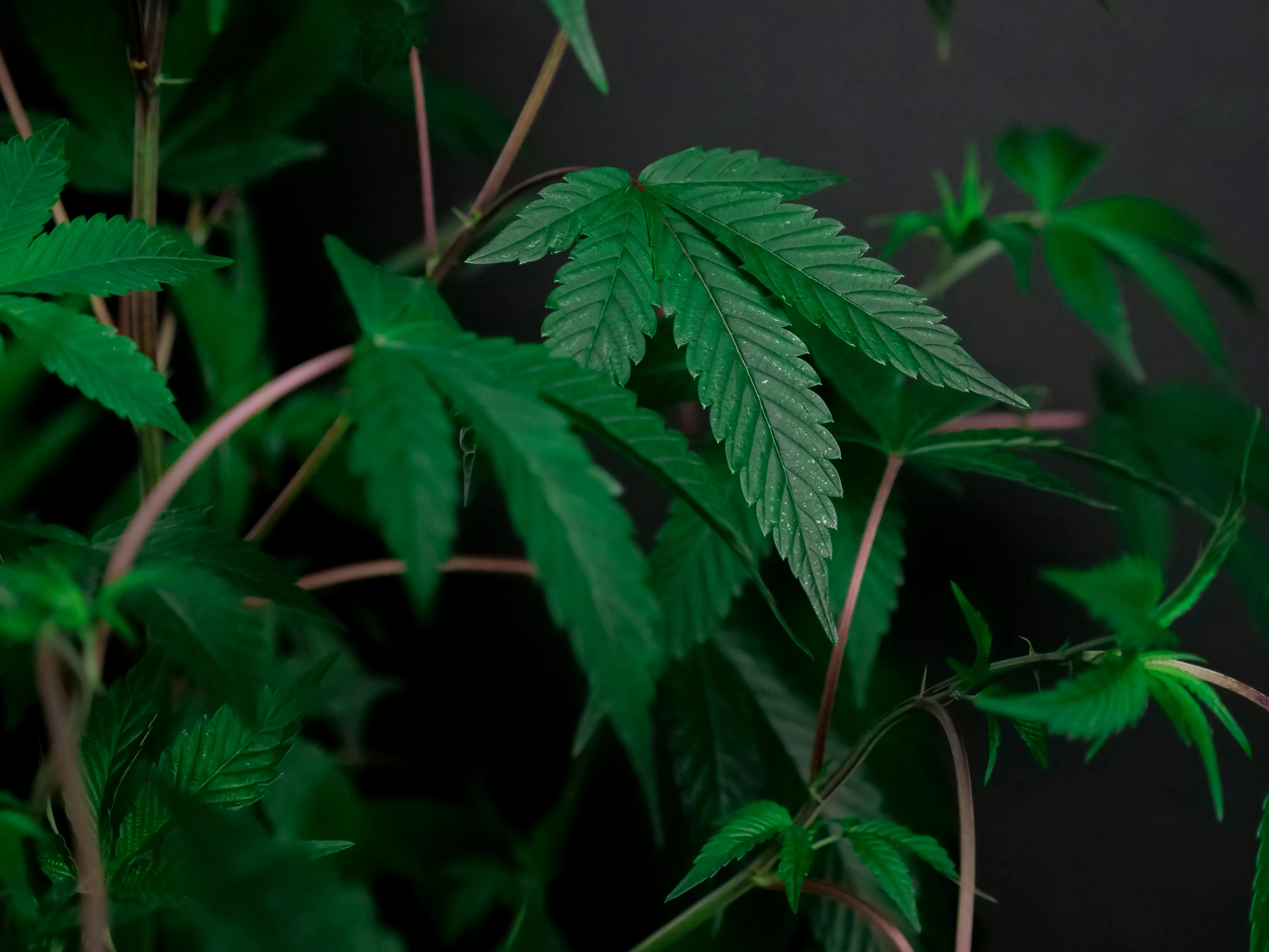 Toronto weed shops