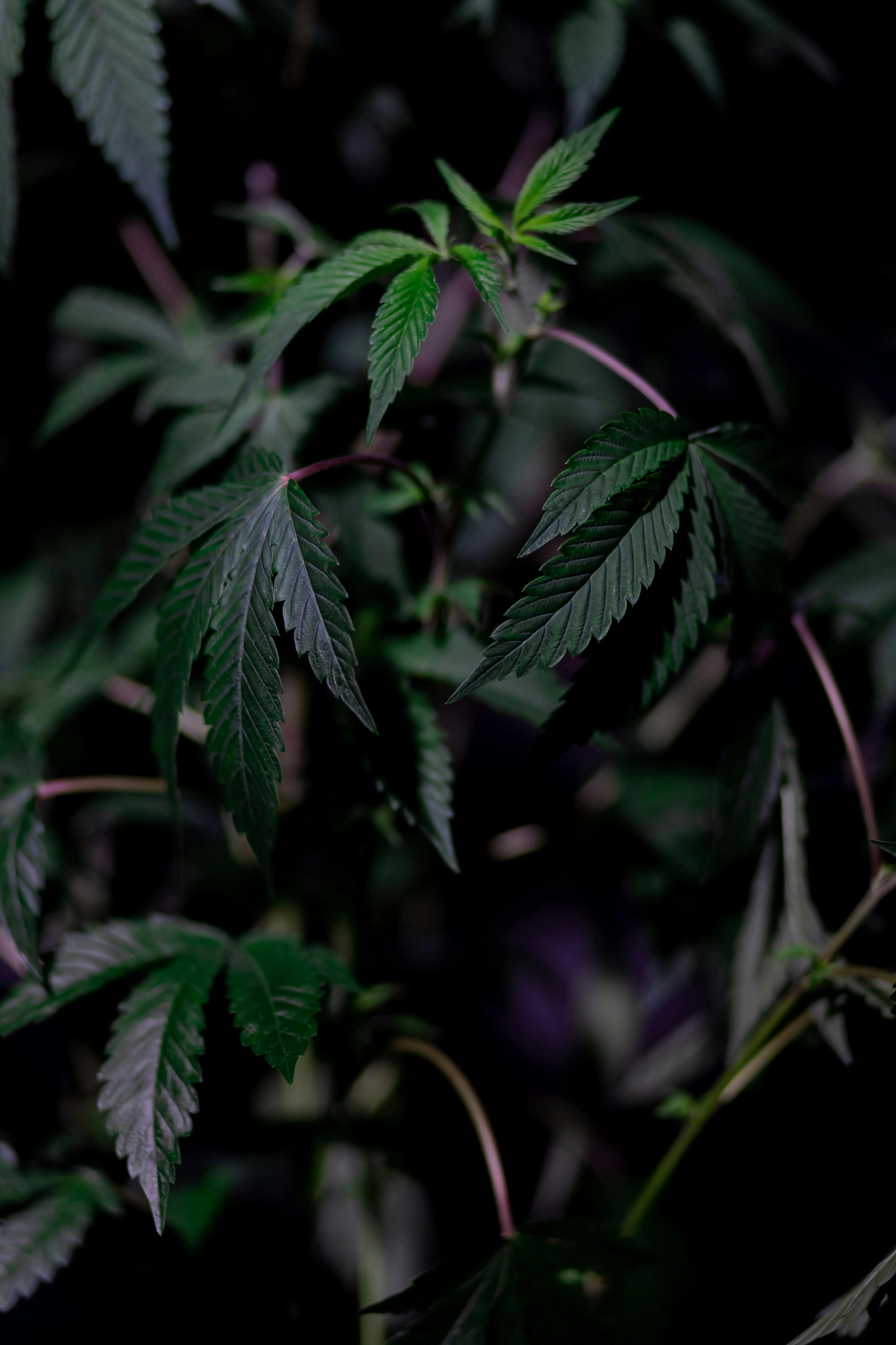Cannabis Retail Stores