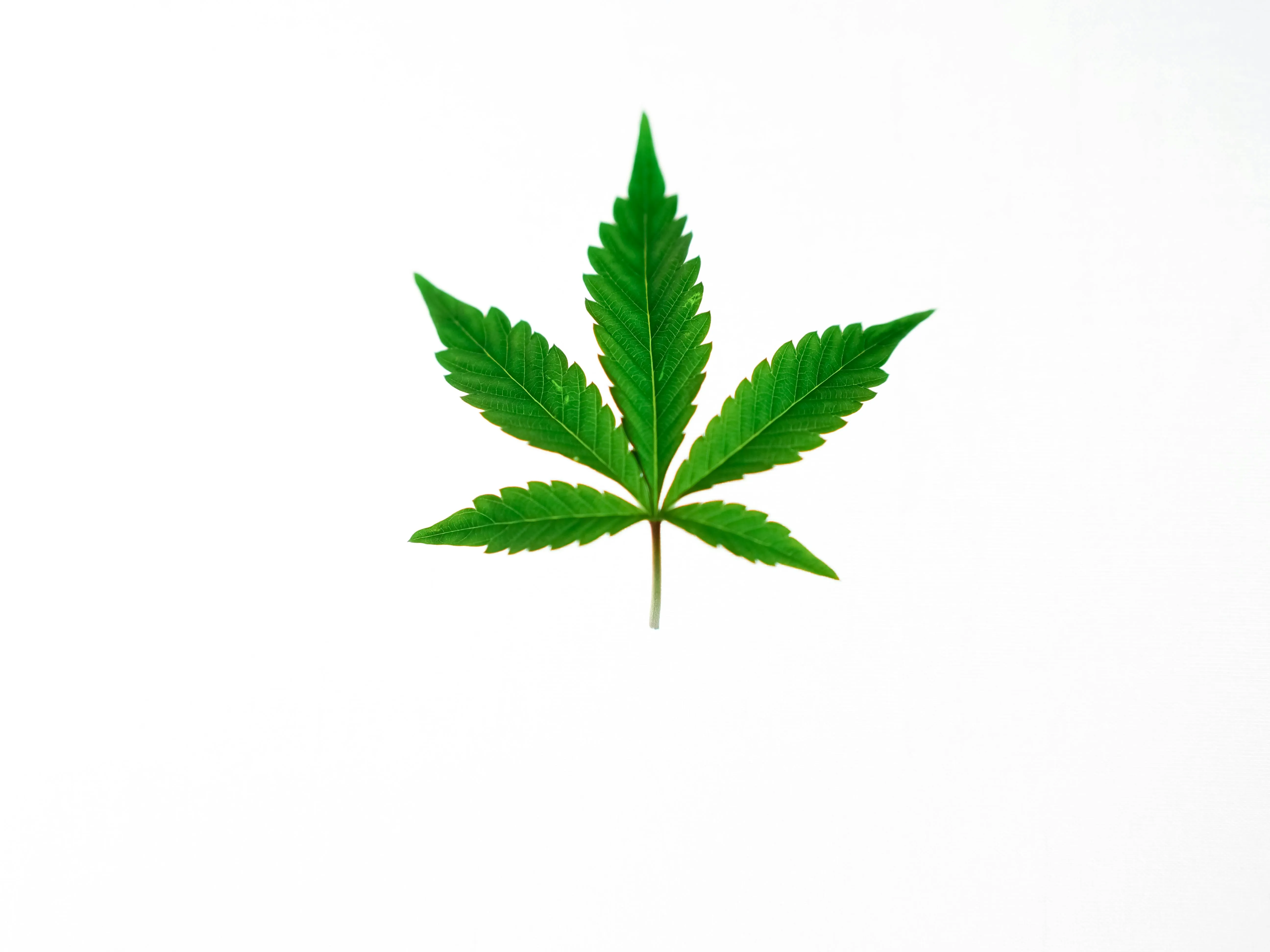 toronto cannabis