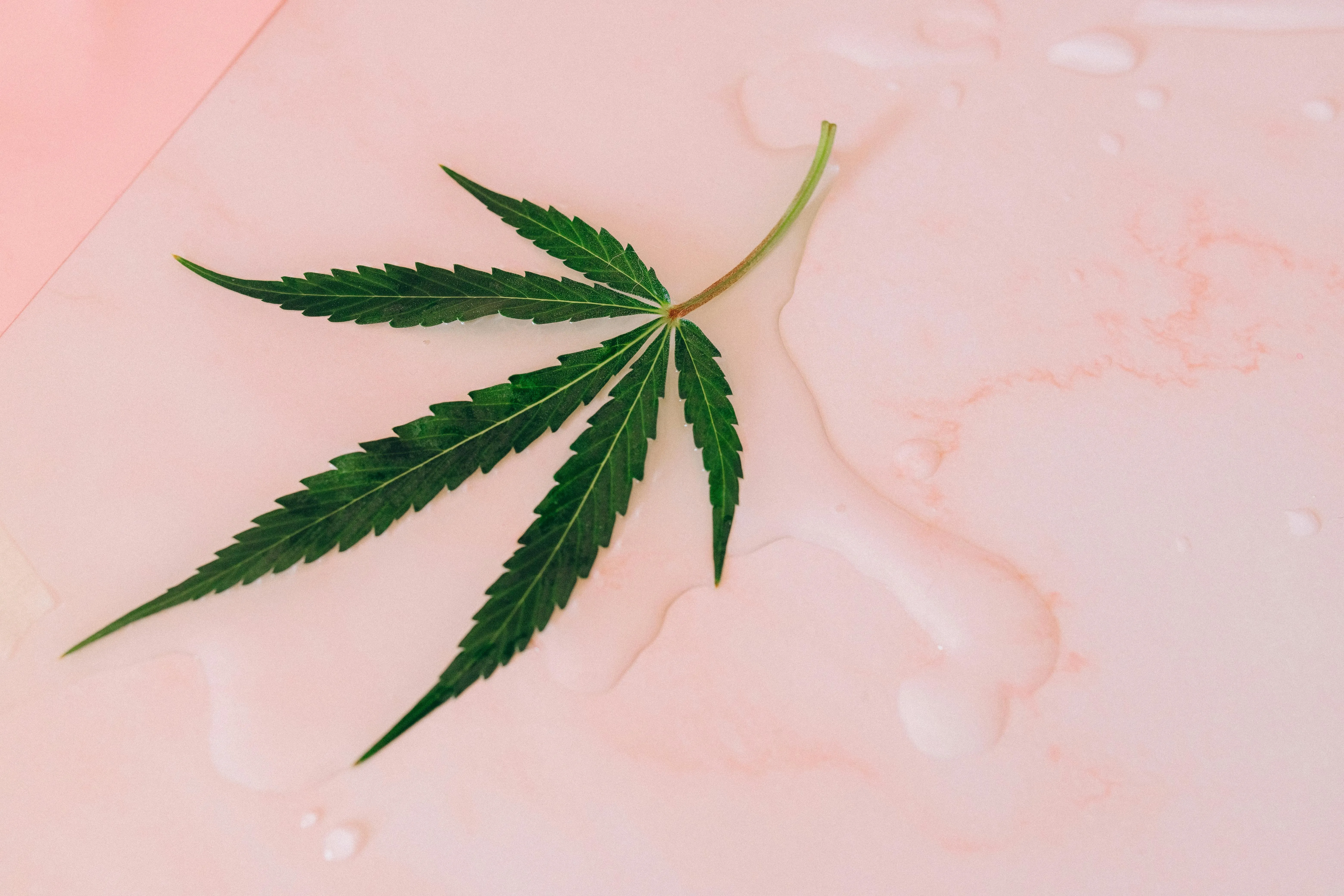 marijuana plants