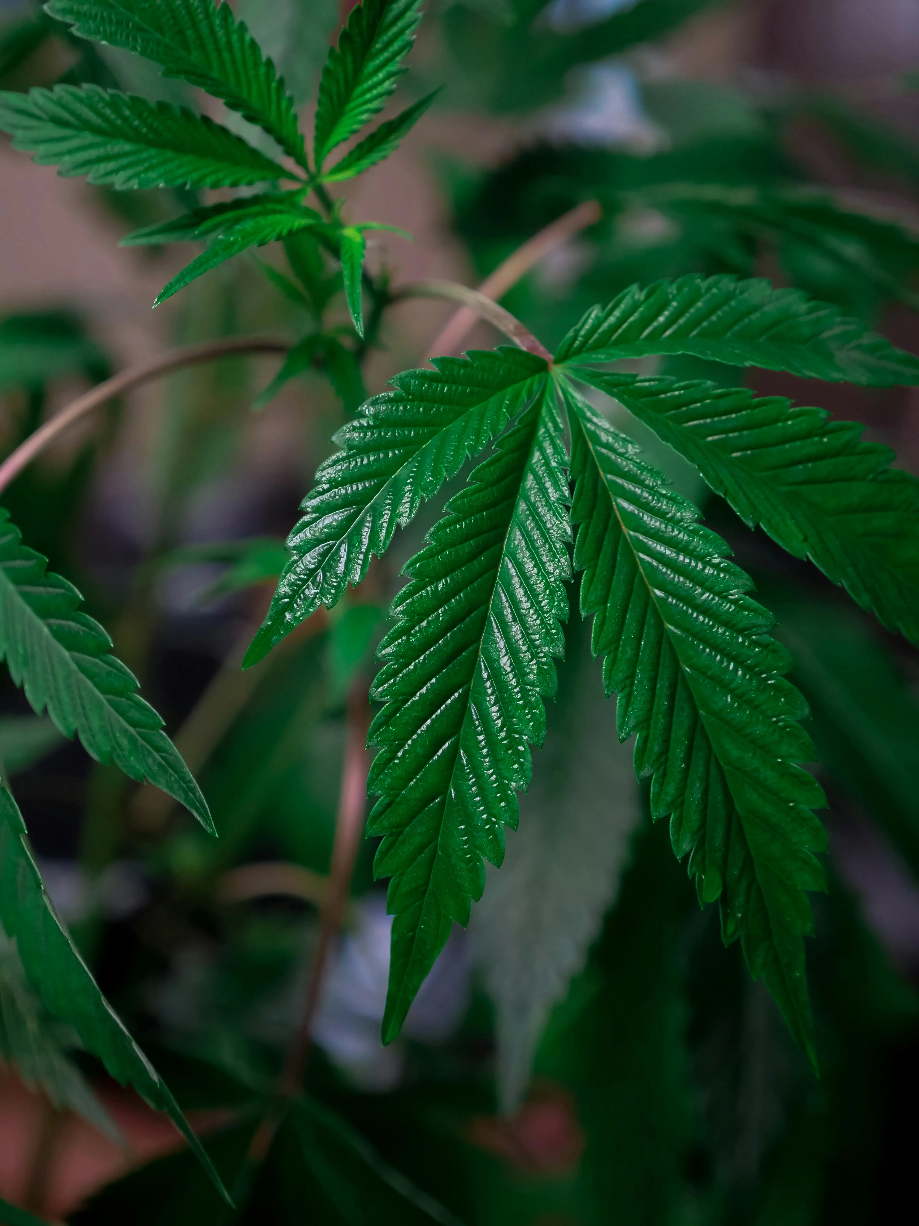 growing cannabis