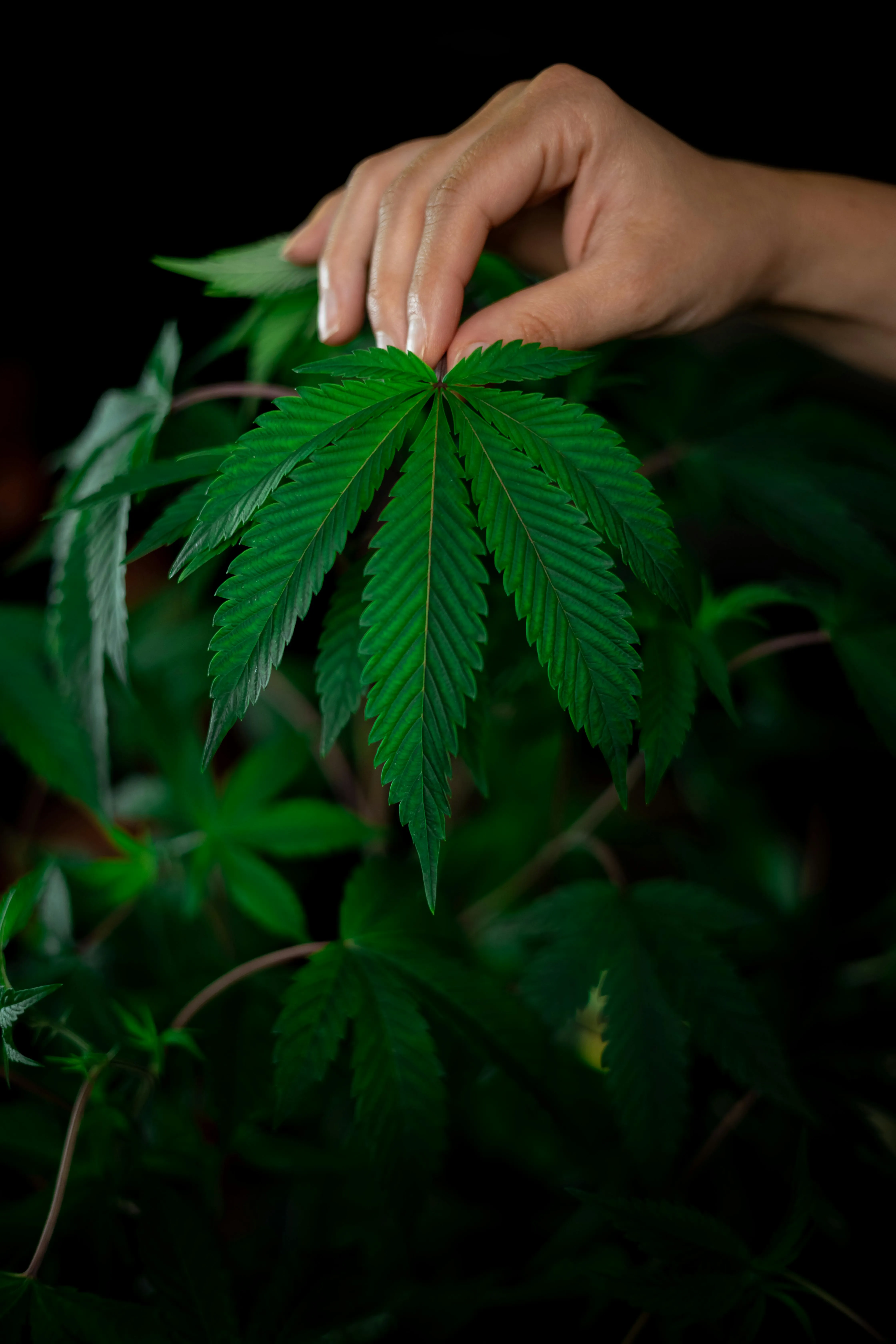 Best Cannabis Retailers
