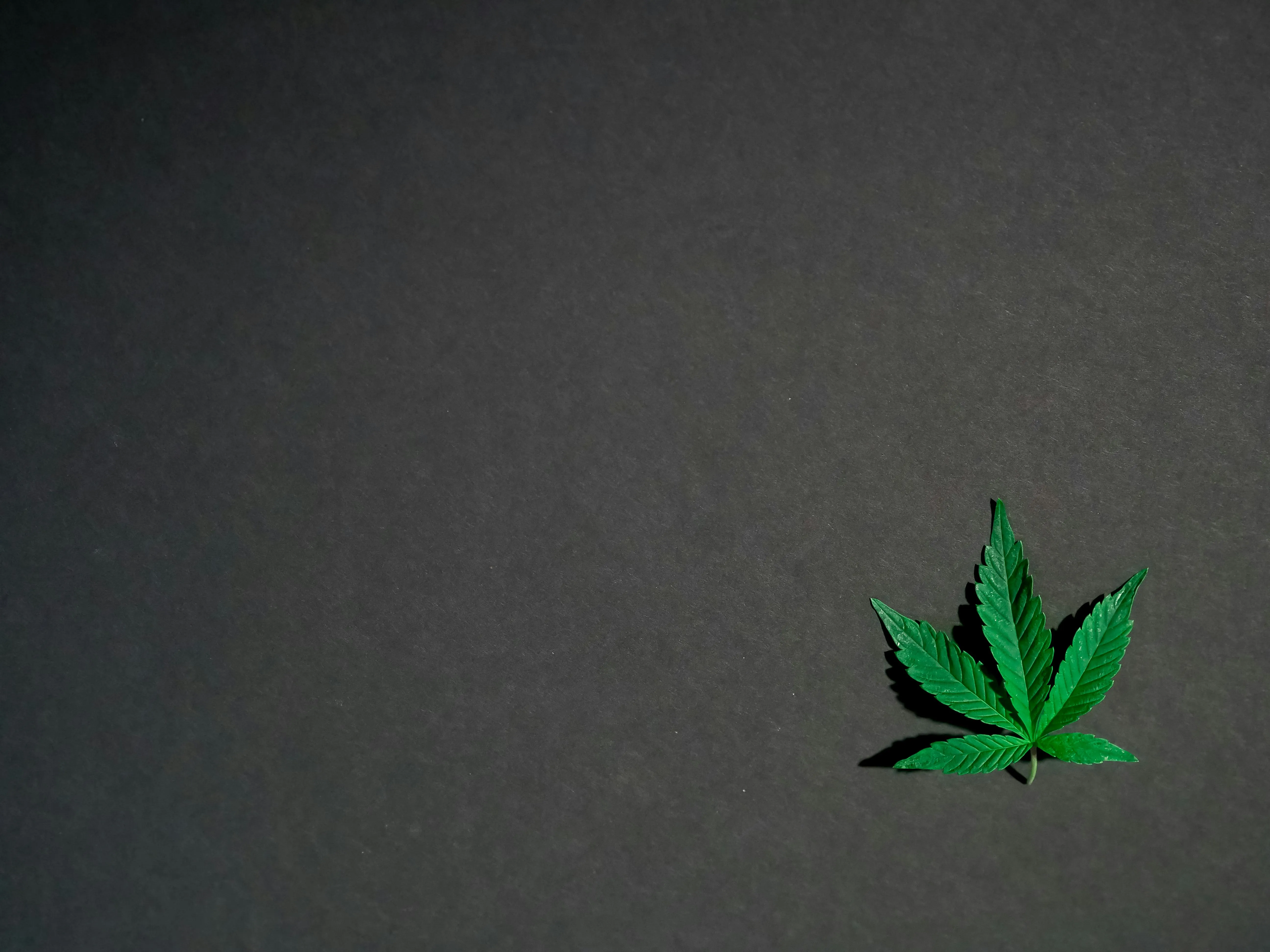 Toronto Dispensary
