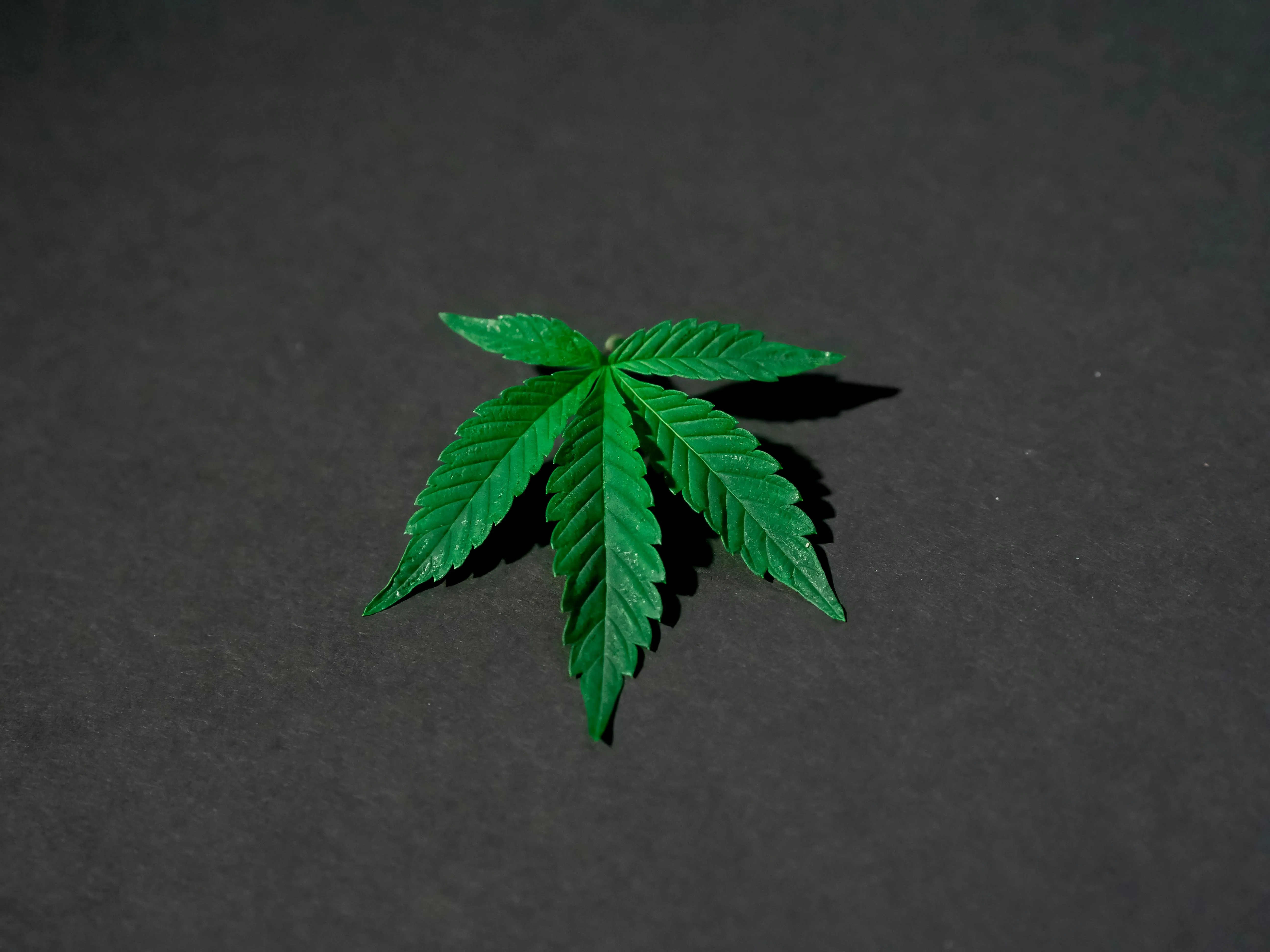 Toronto Weed