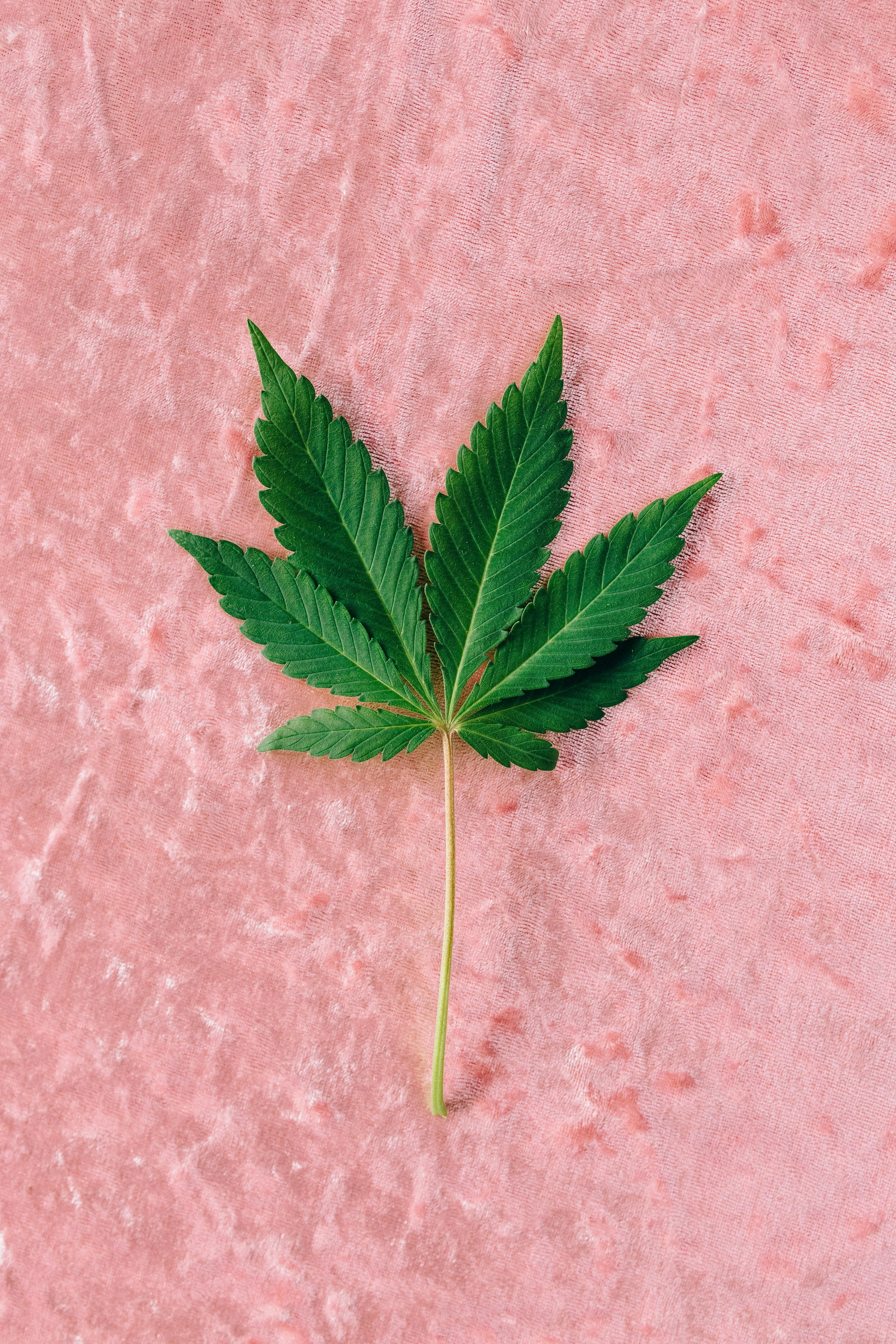 cannabis dispensaries