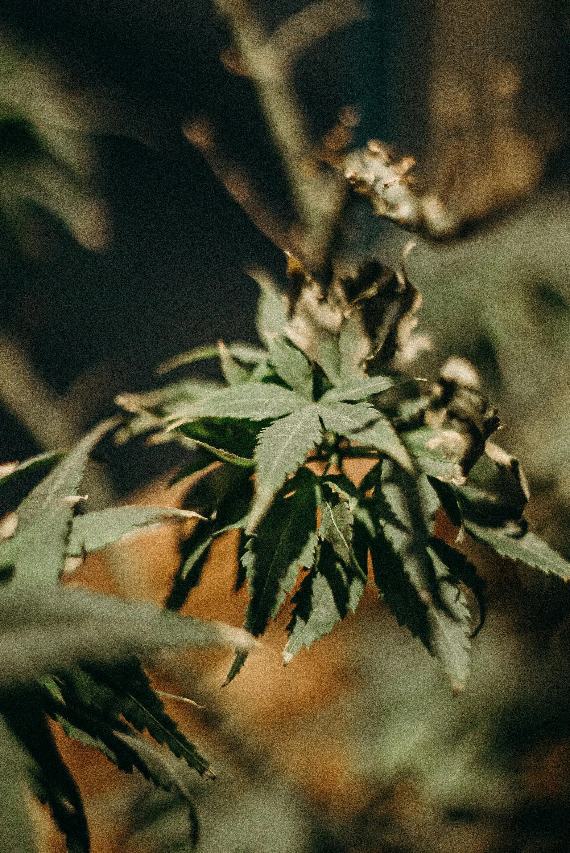 Cannabis Shops