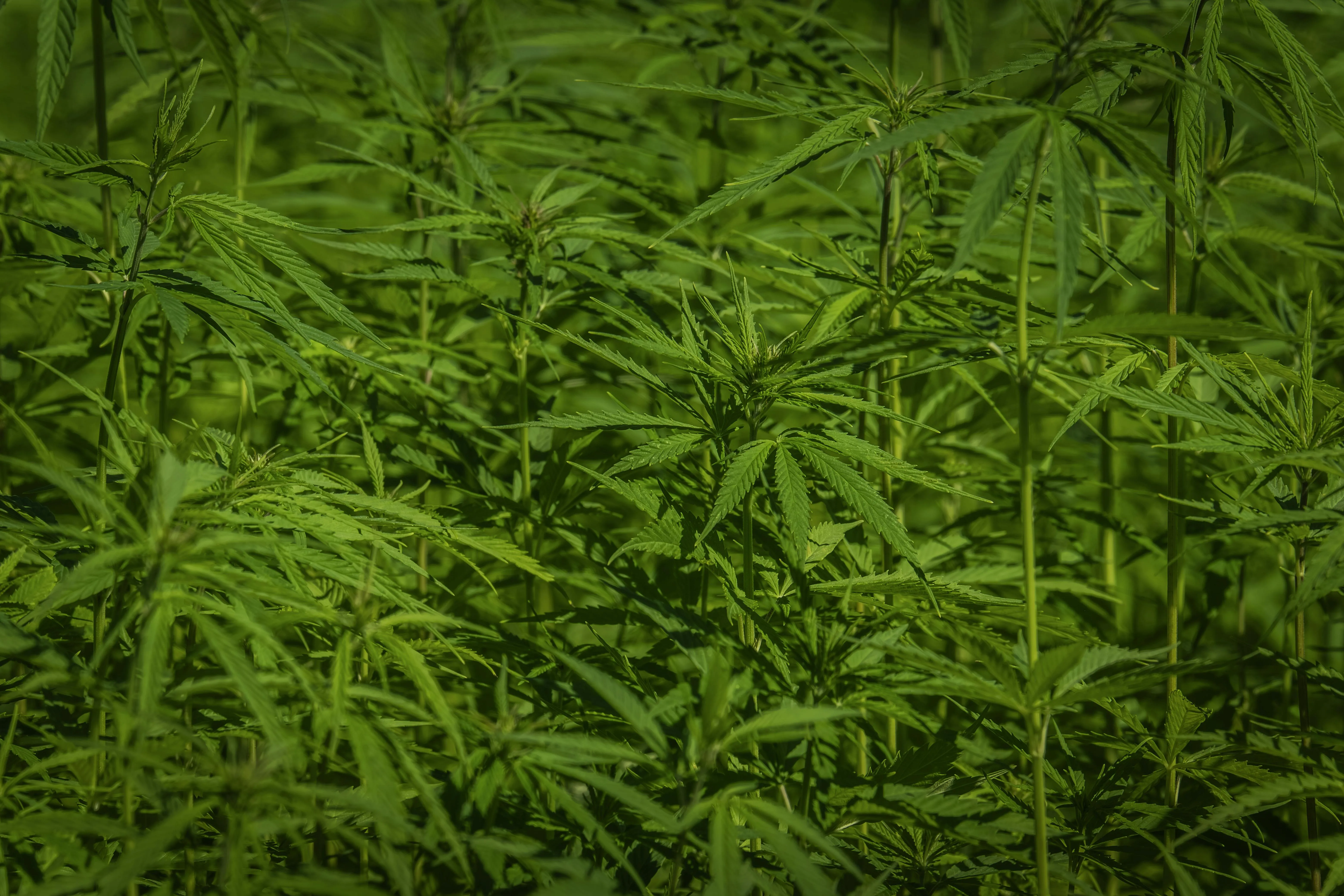 weed dispensary toronto