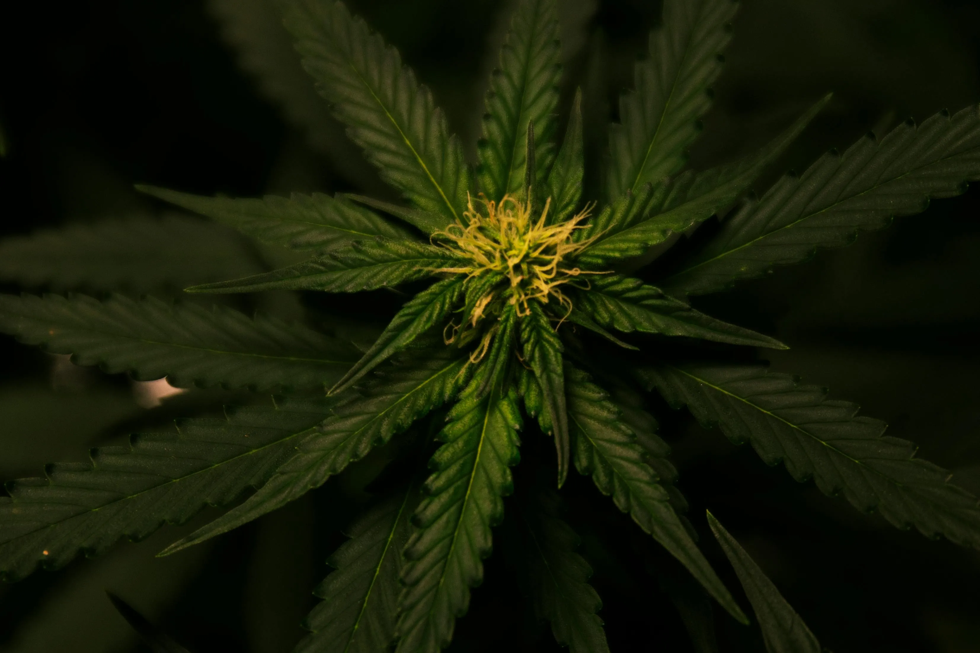 Cannabis Products
