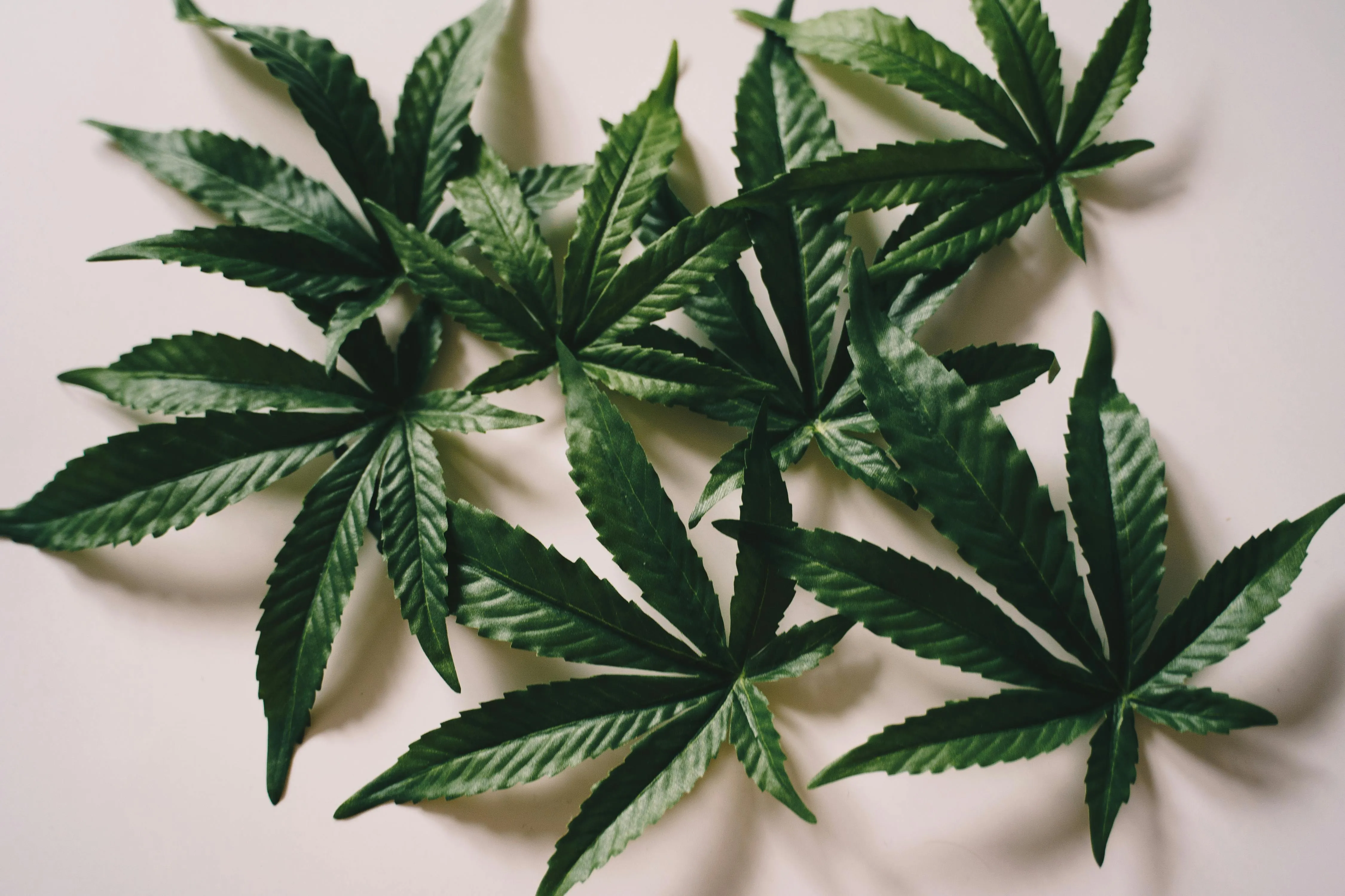 marijuana toronto