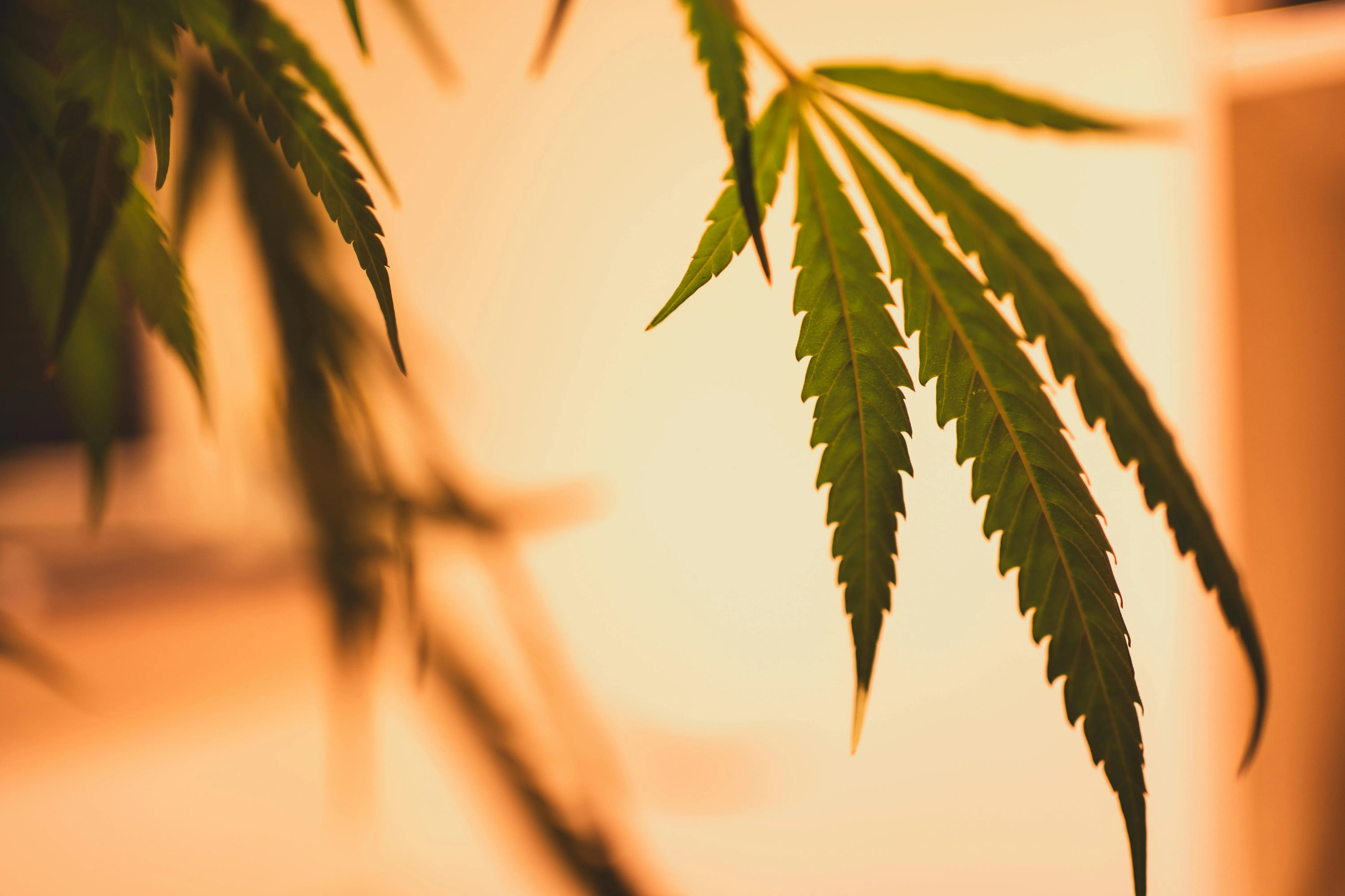 mail order weed ontario