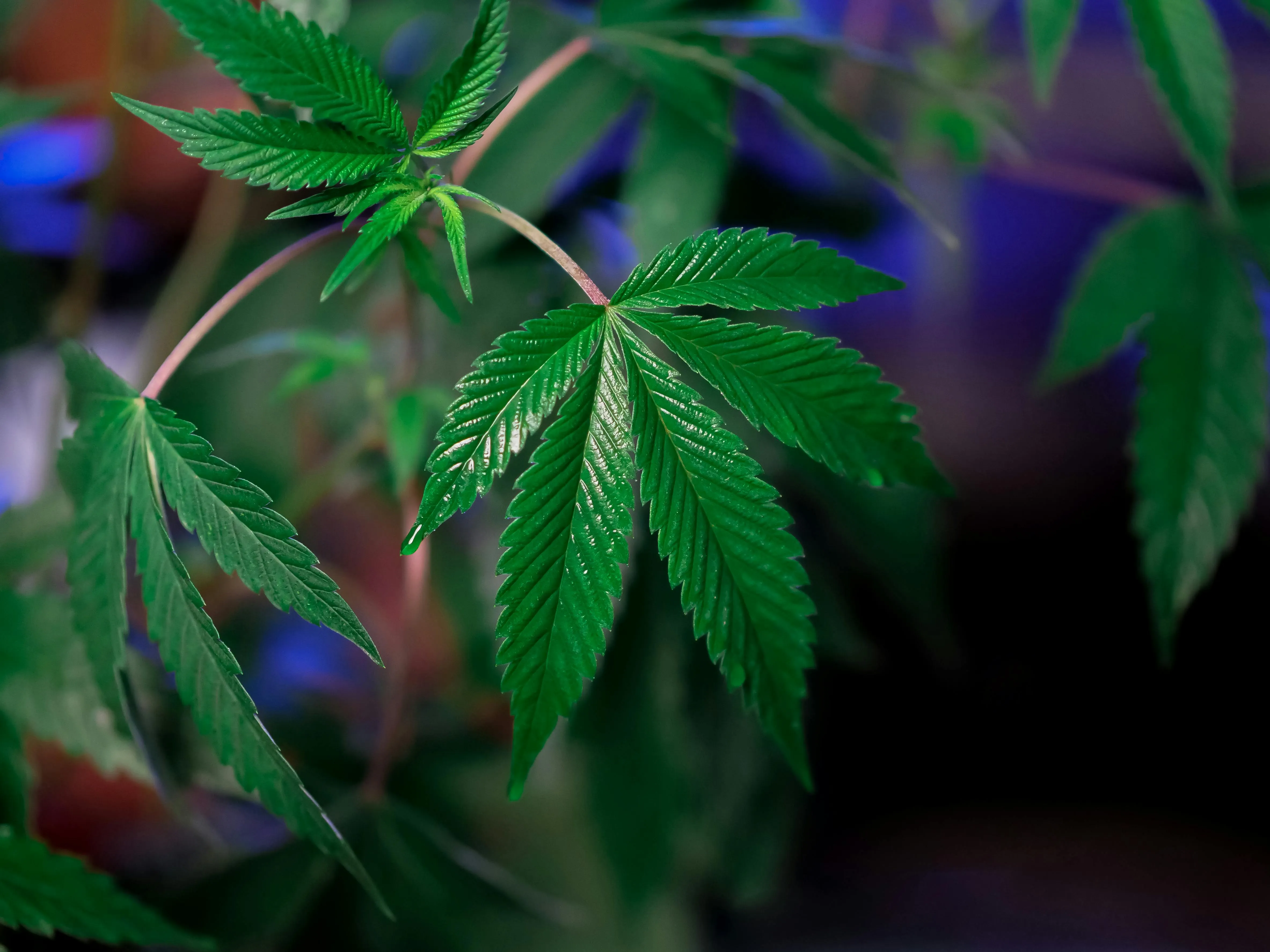 CBD seeds