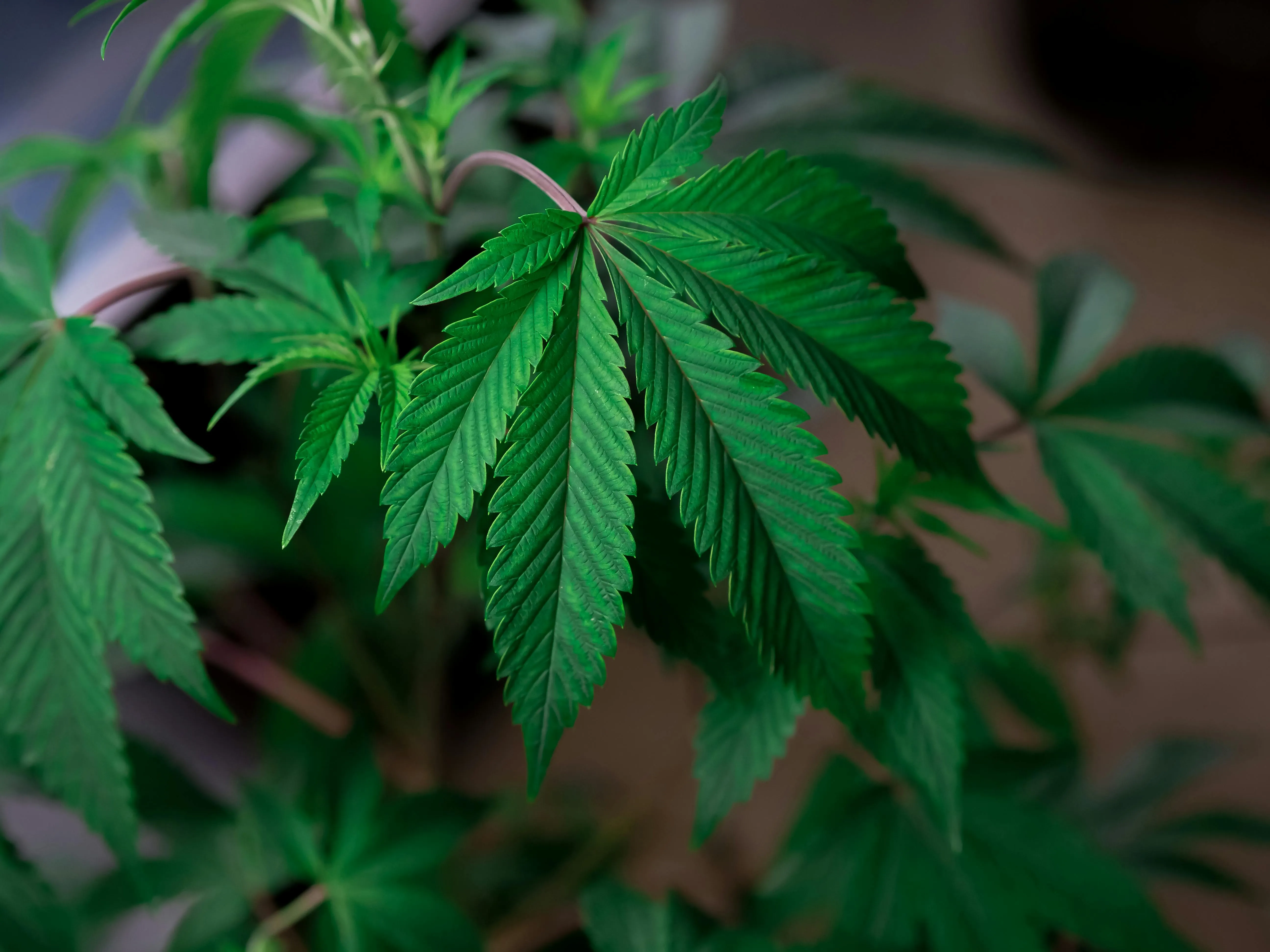 high-quality cannabis