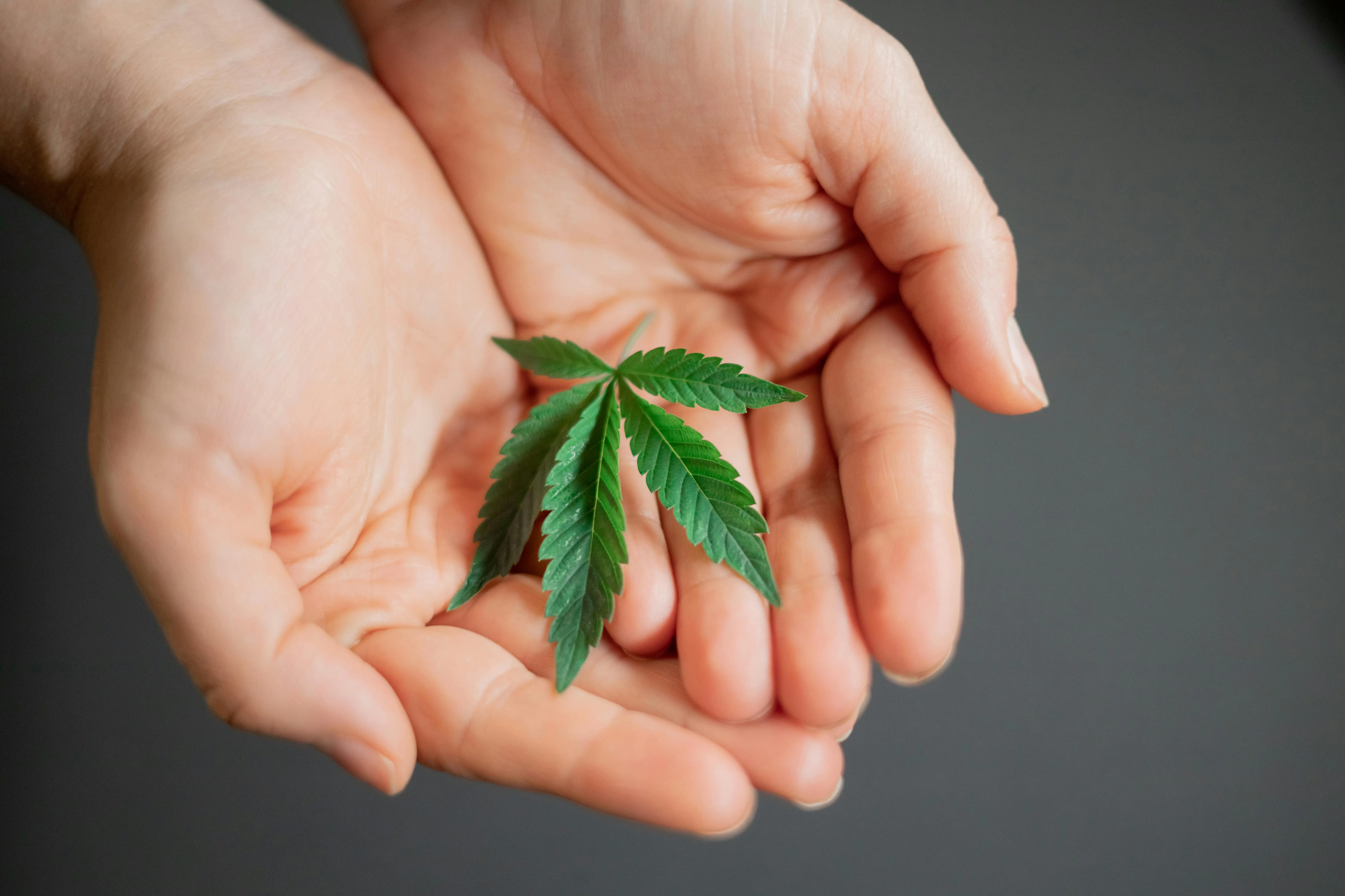 top quality cannabis seeds