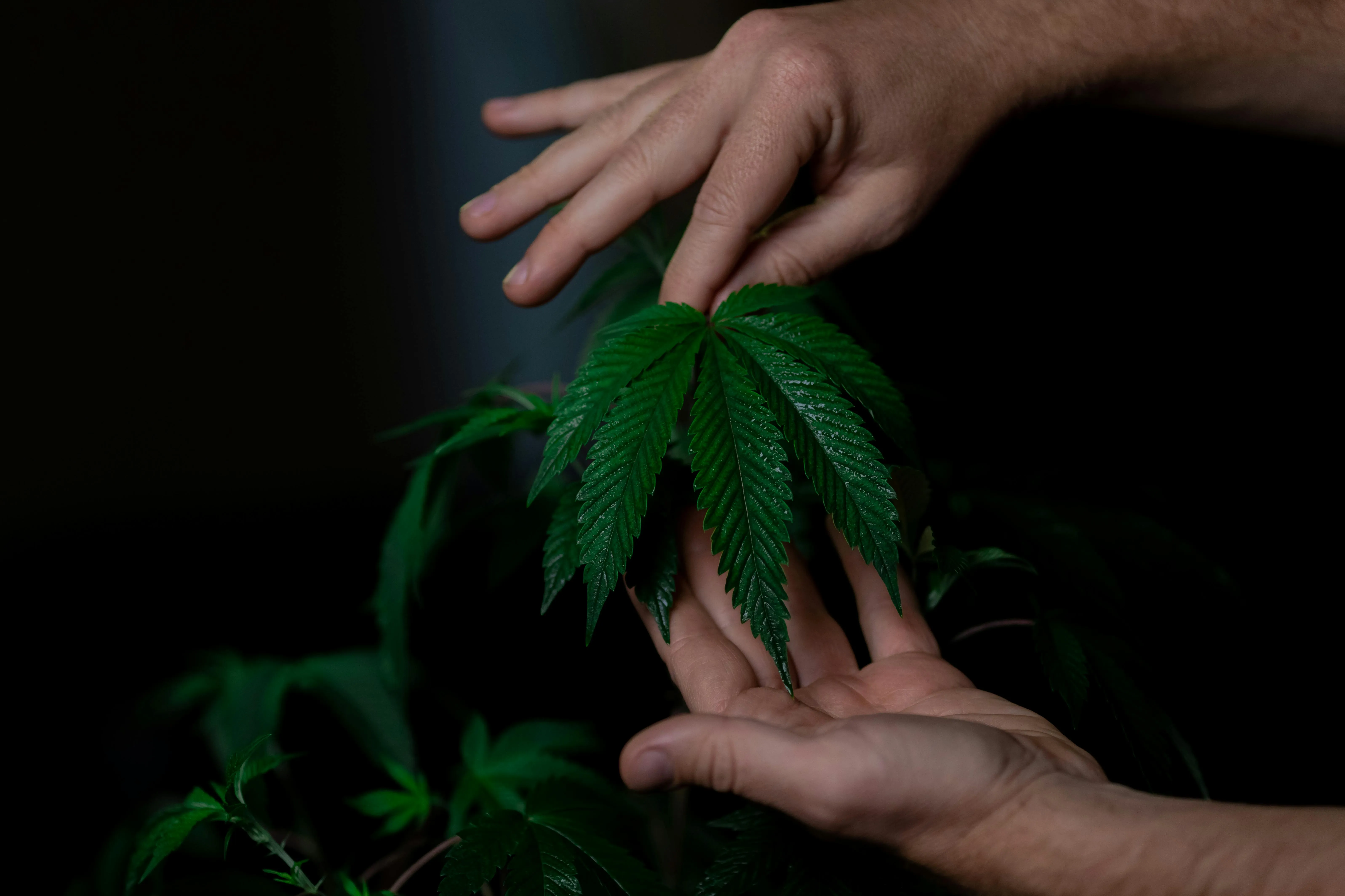 bulk cannabis
