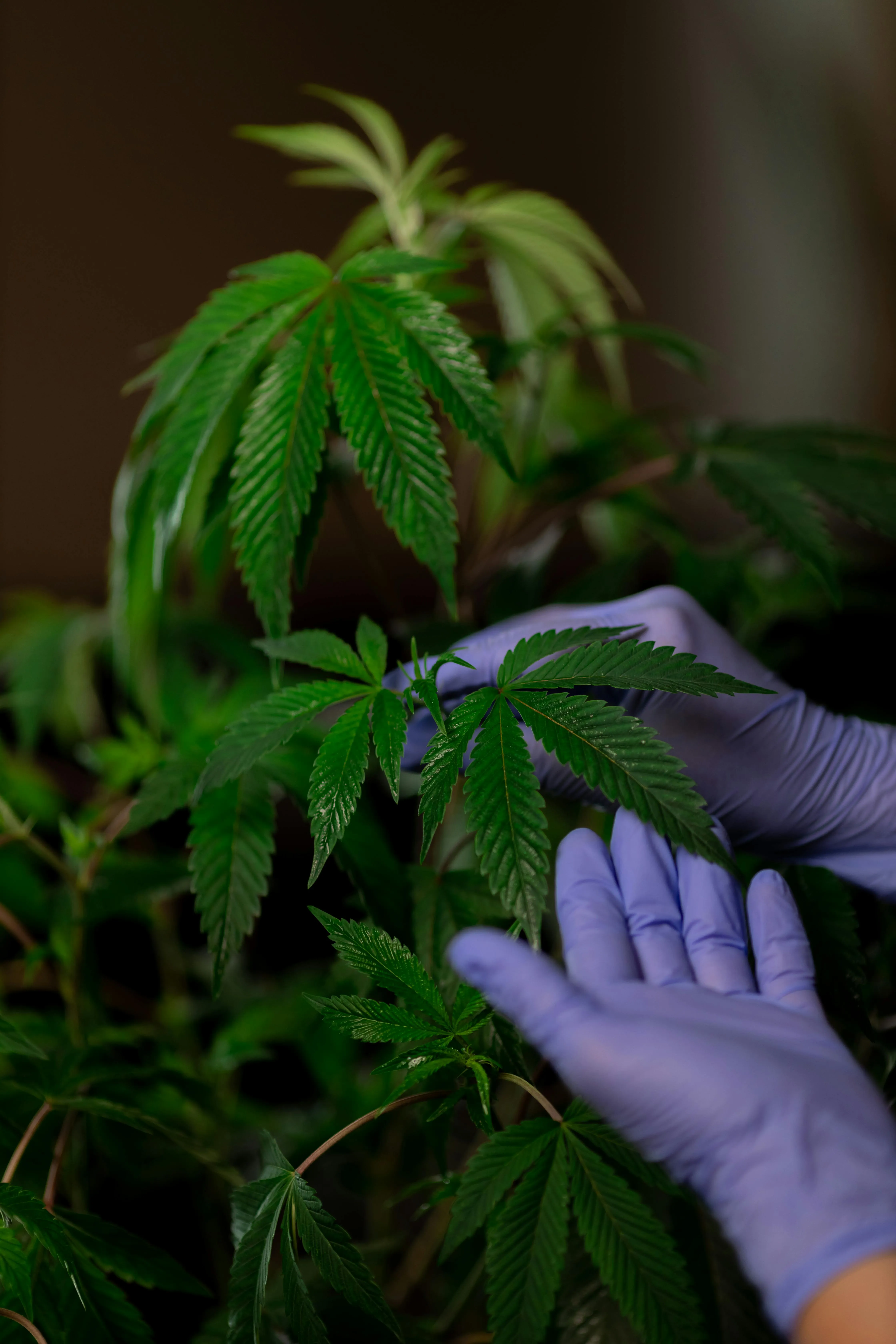 discreet cannabis delivery