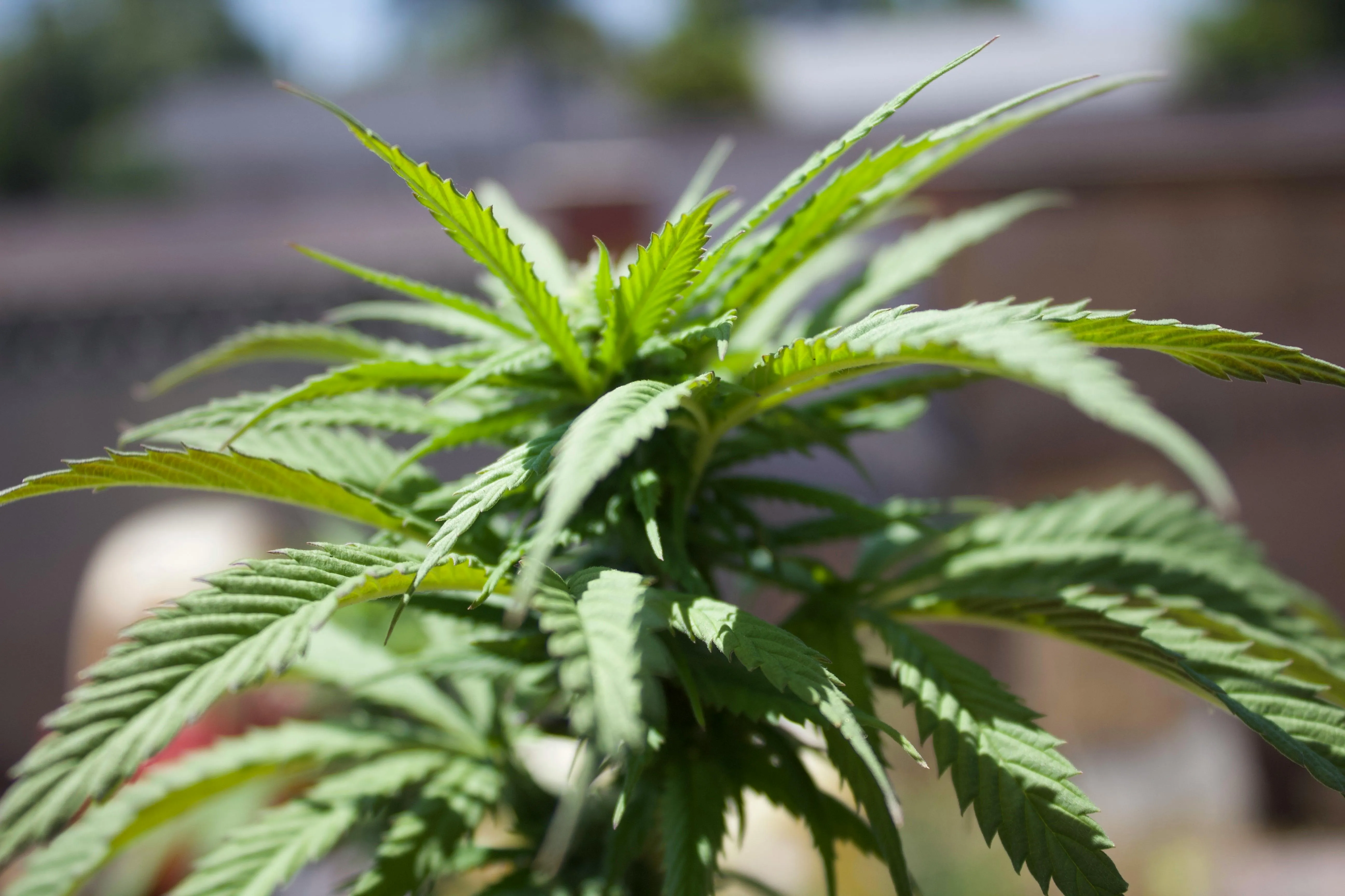 weed
