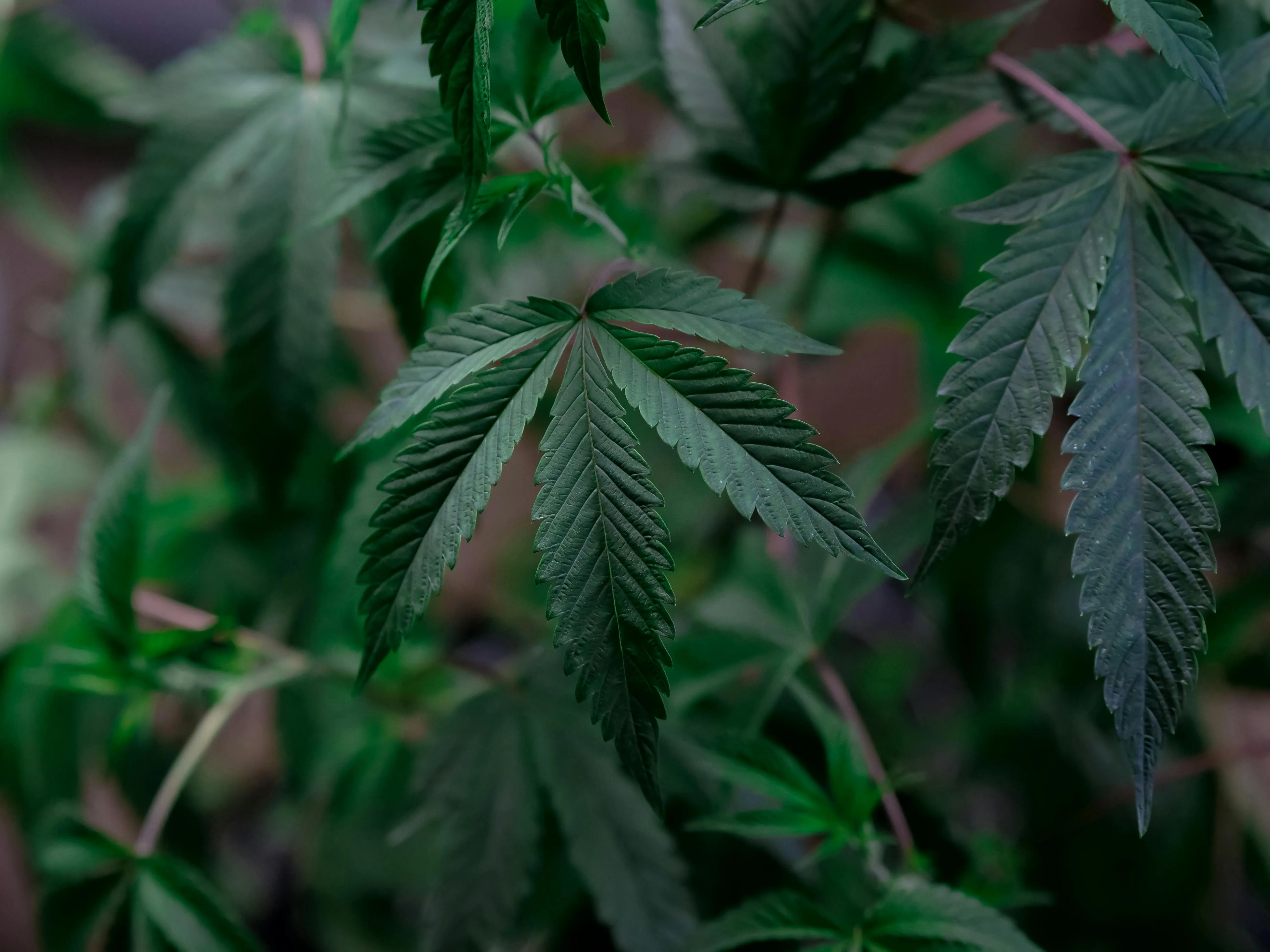 cannabis montreal