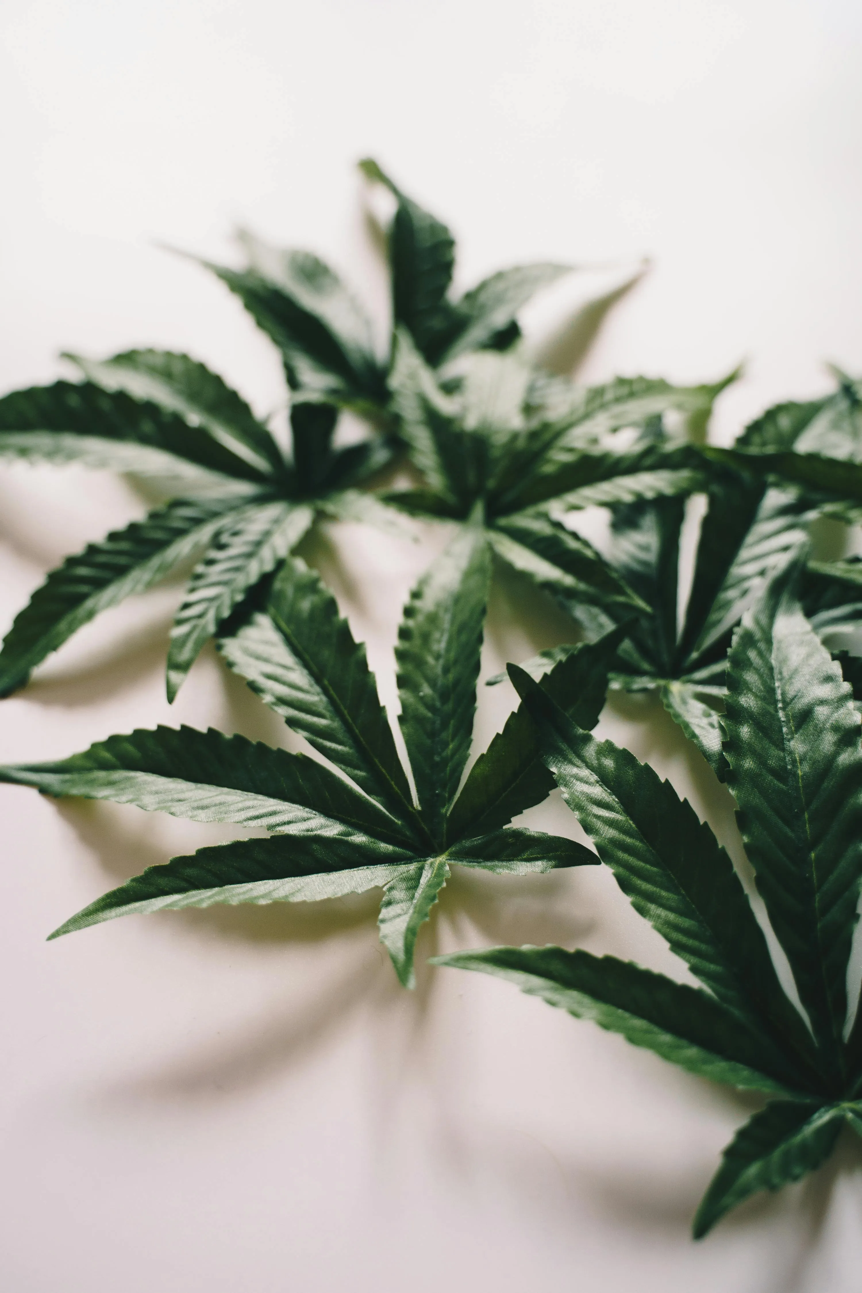 buy cannabis seeds