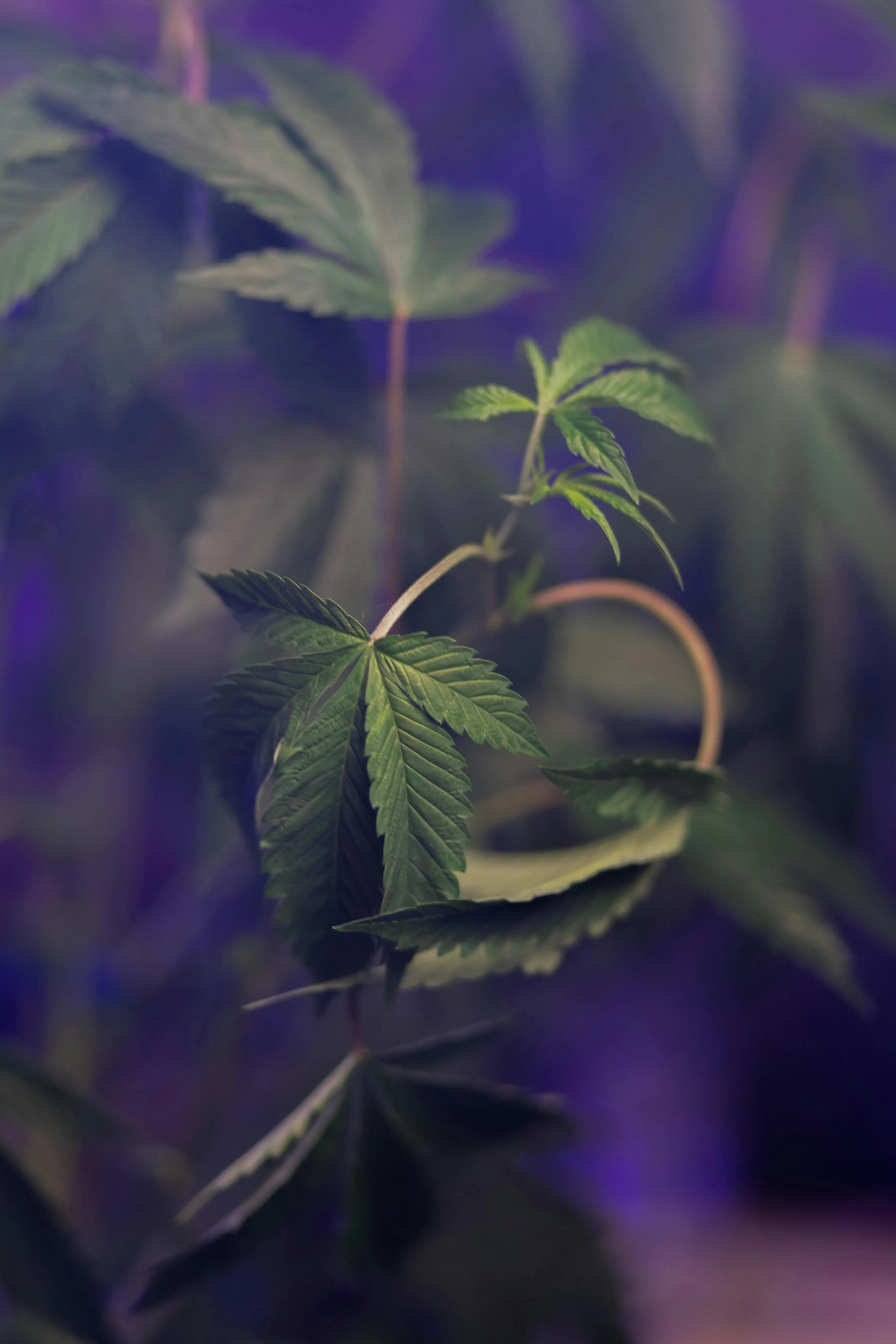 montreal cannabis laws