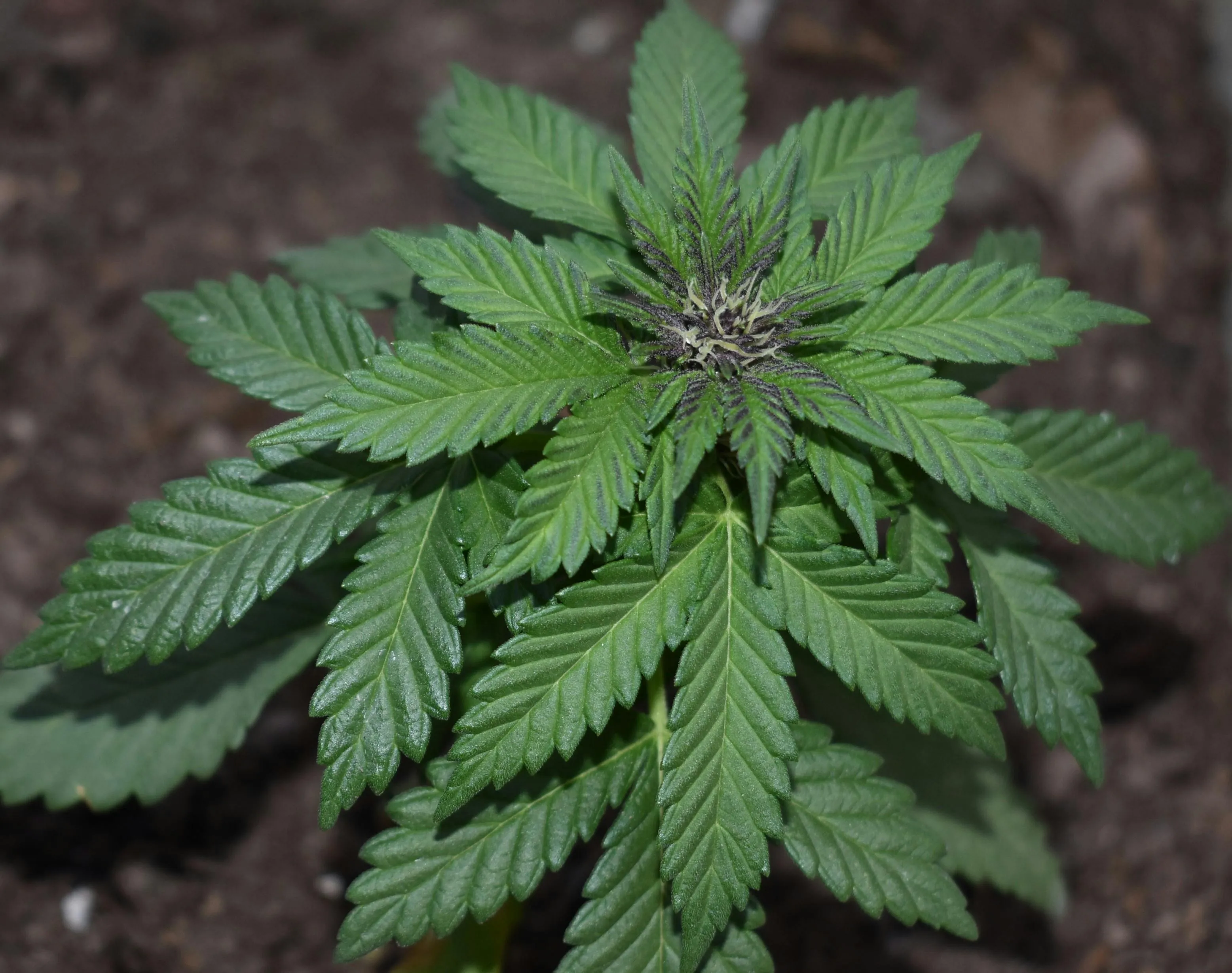 marijuana dispensary