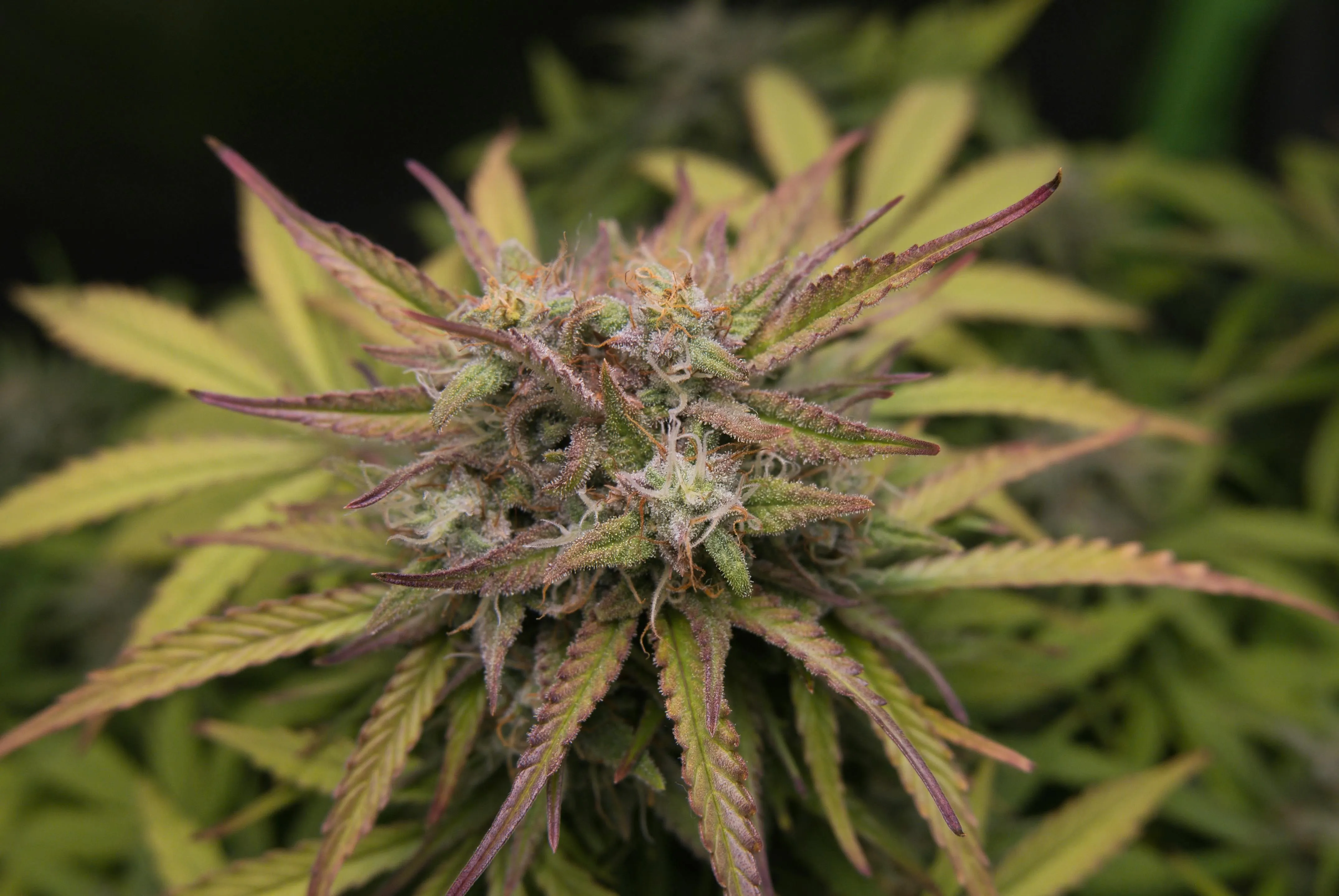 strains