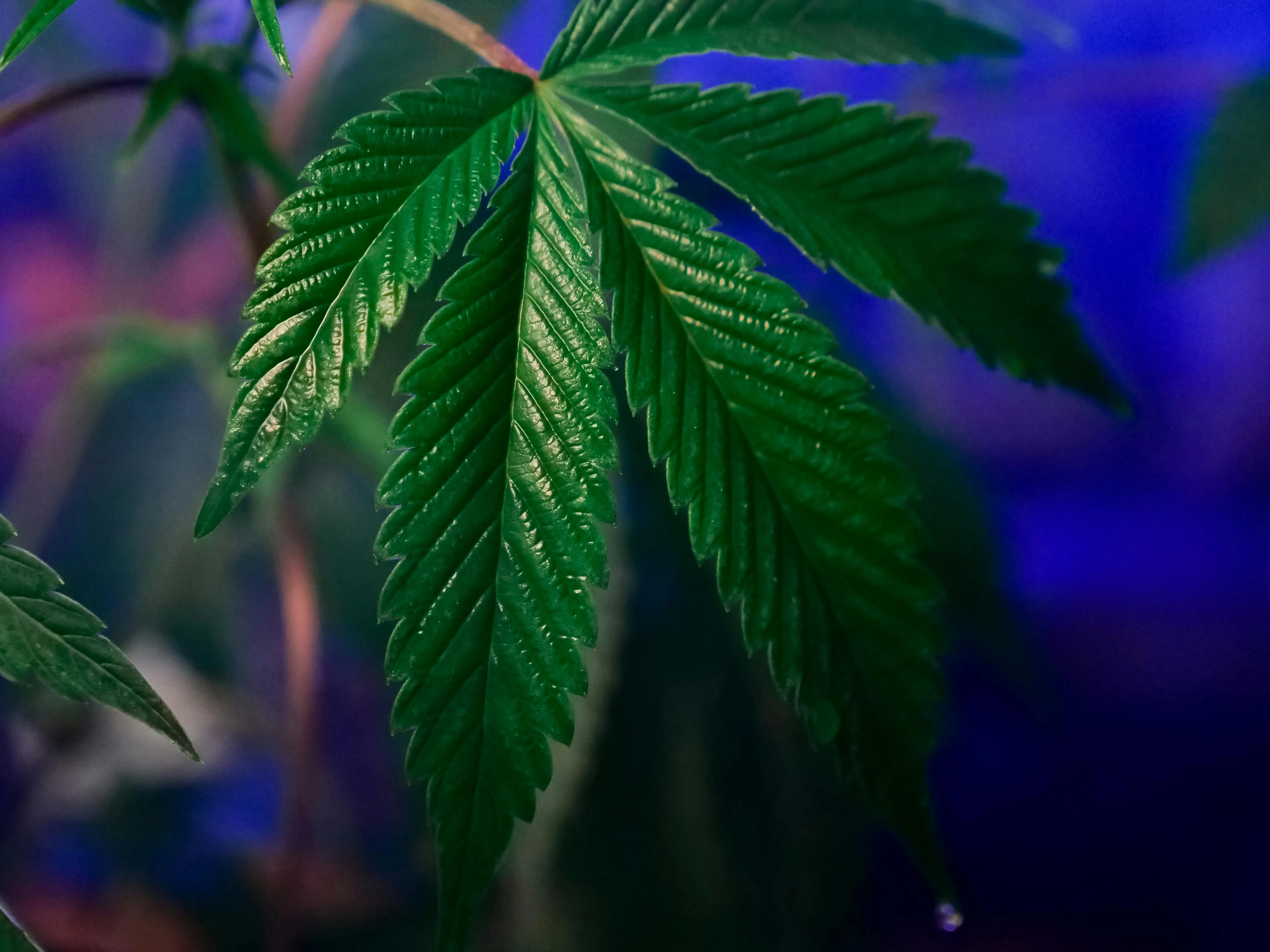 medical marijuana