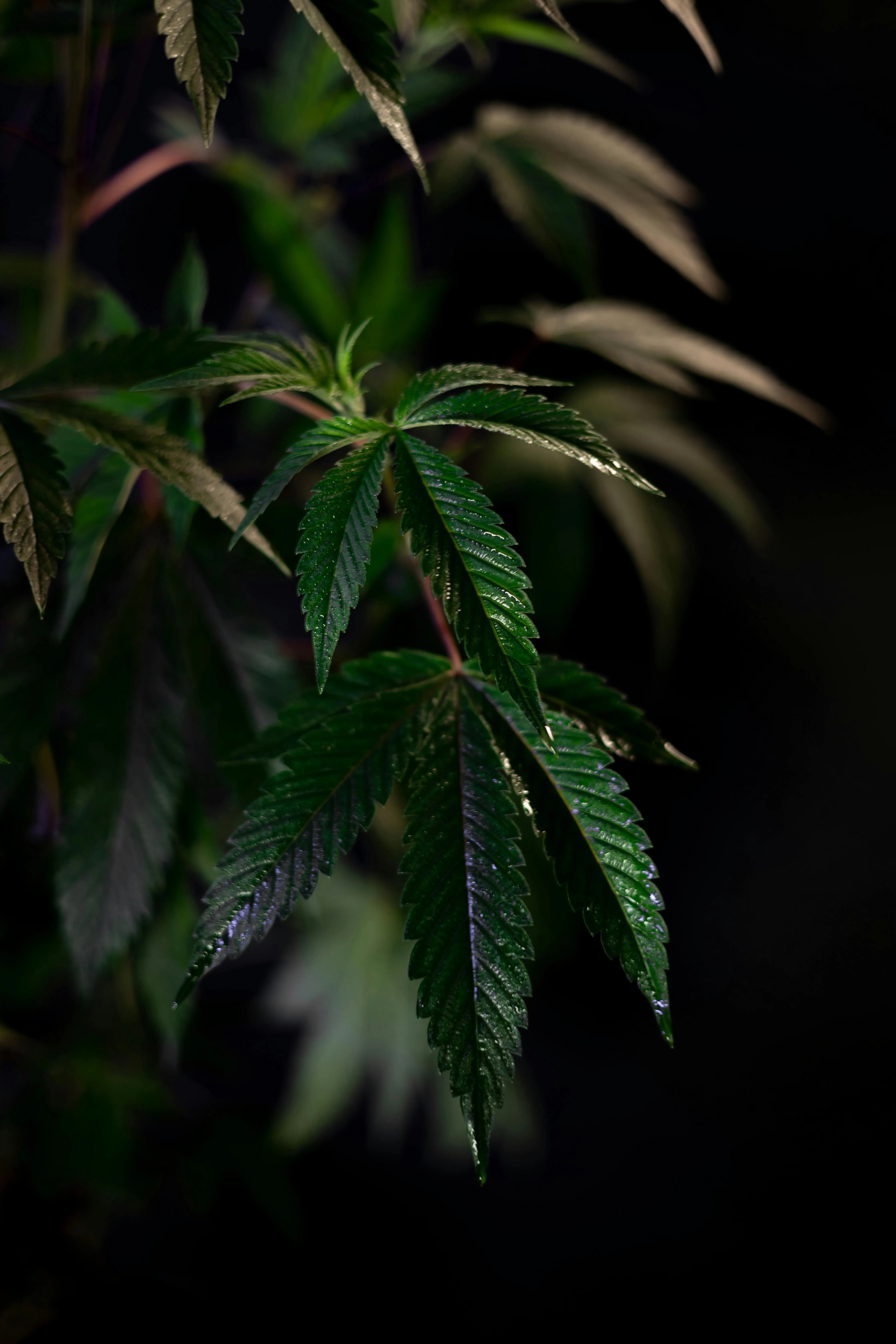 cannabis dispensary