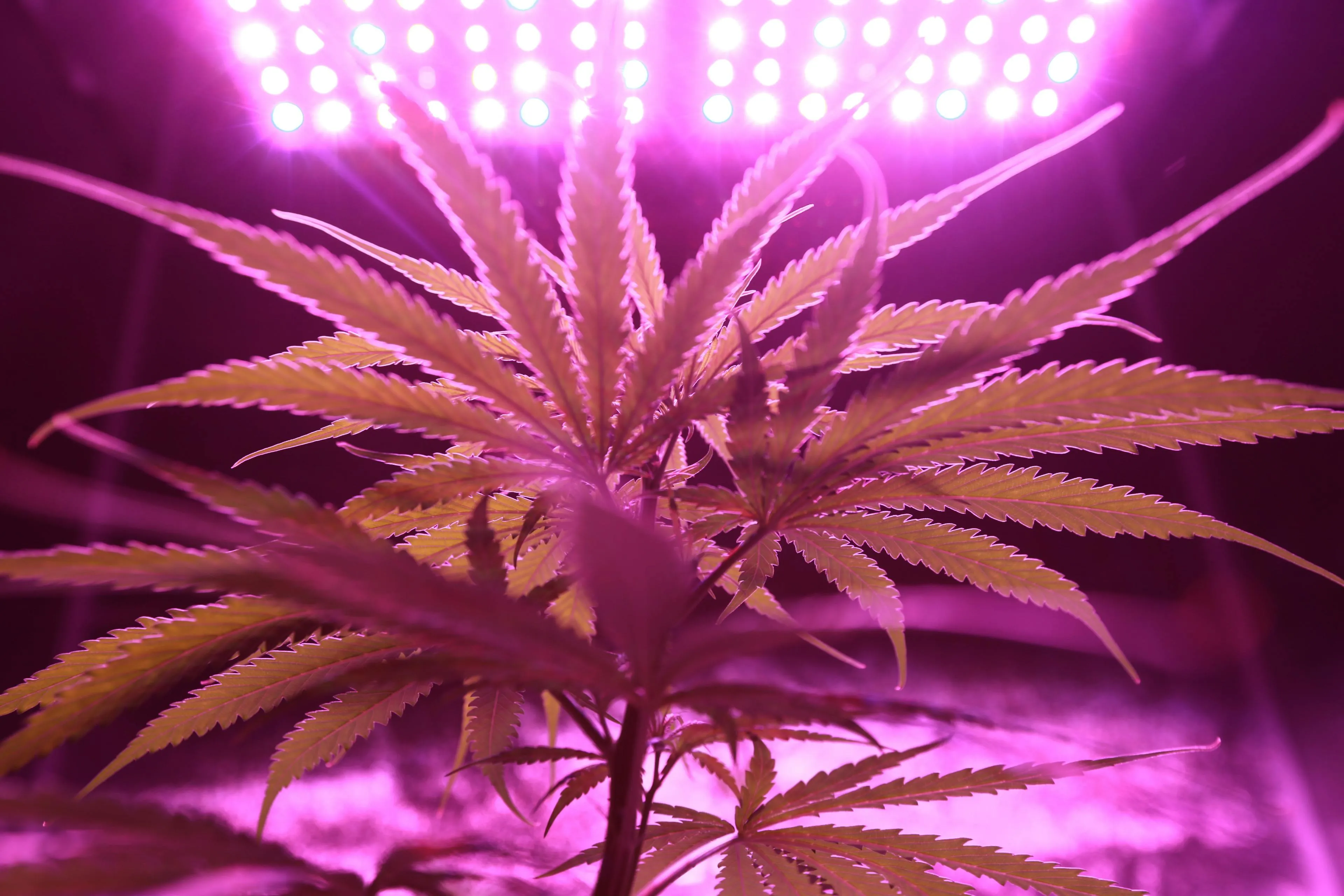 Marijuana Purchase Guide