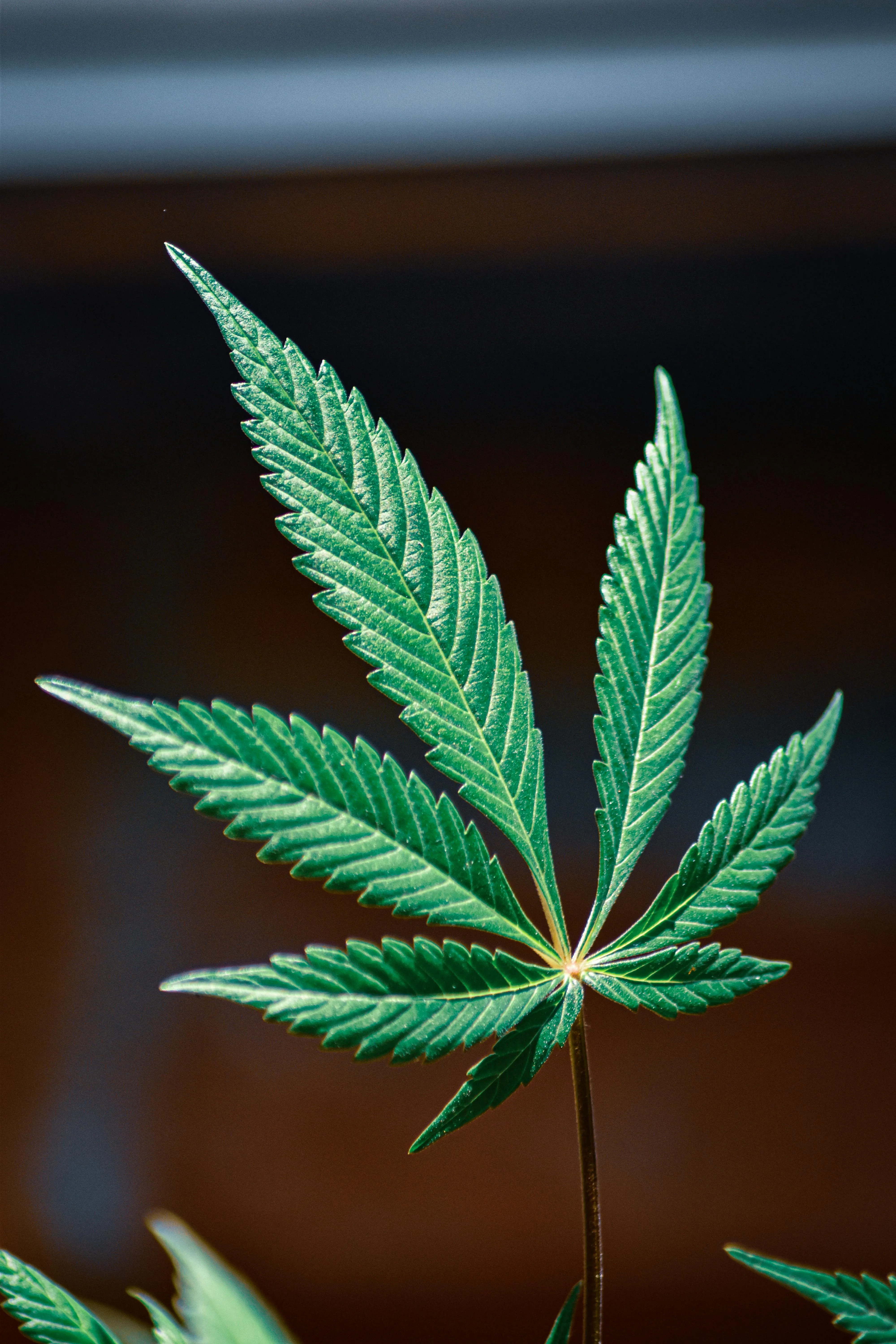 Purchase Weed