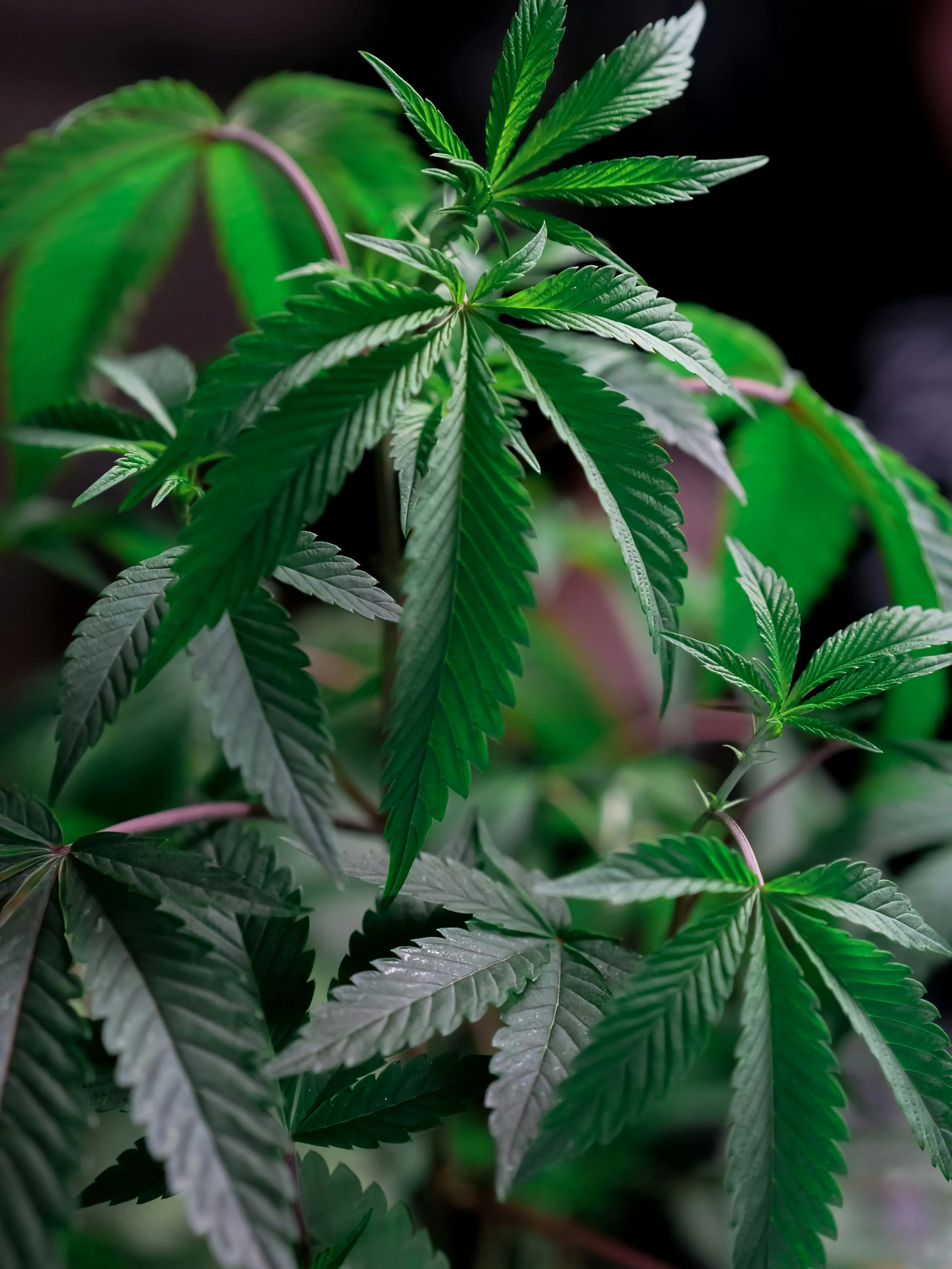 online dispensaries