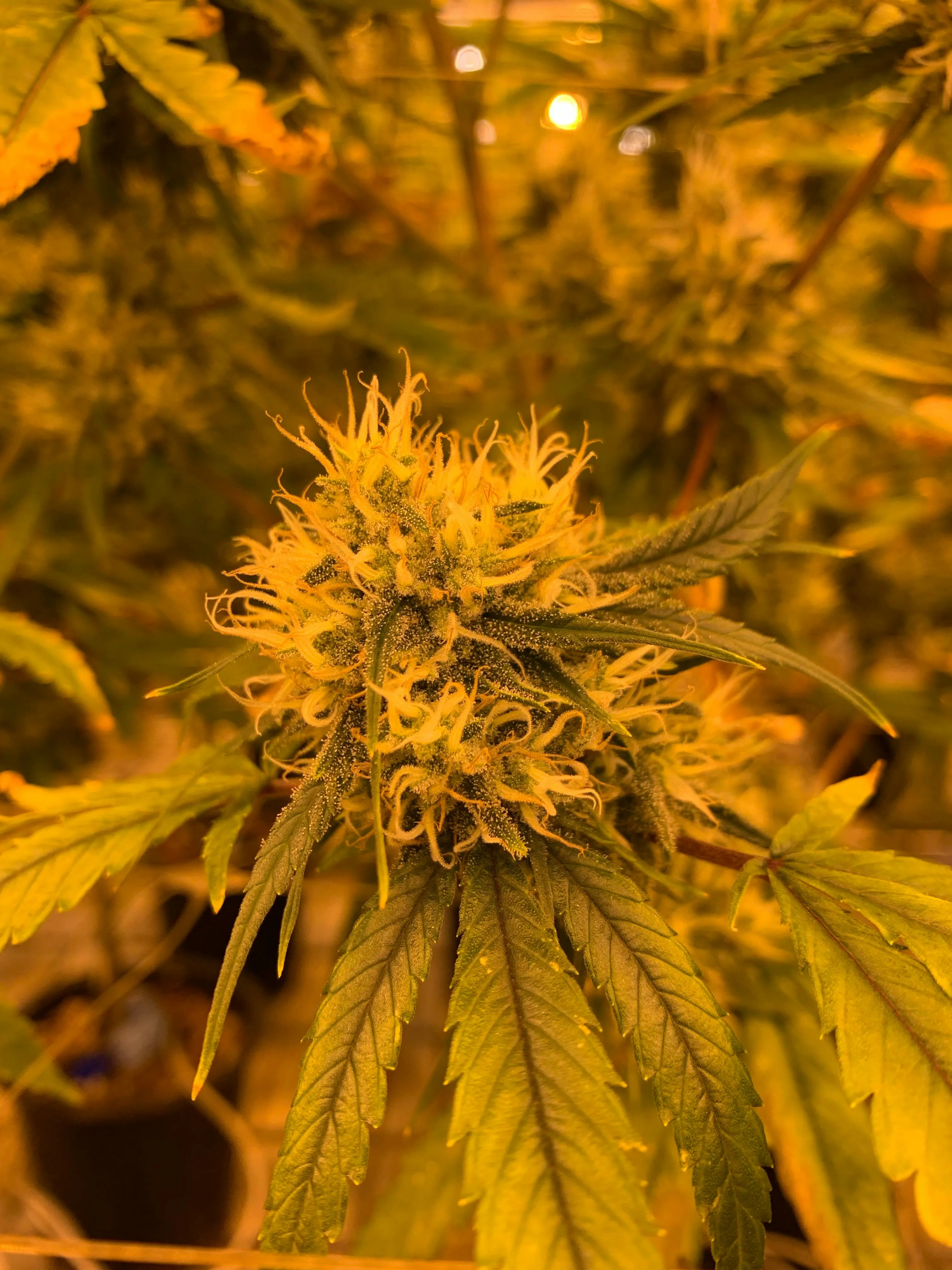 marijuana order