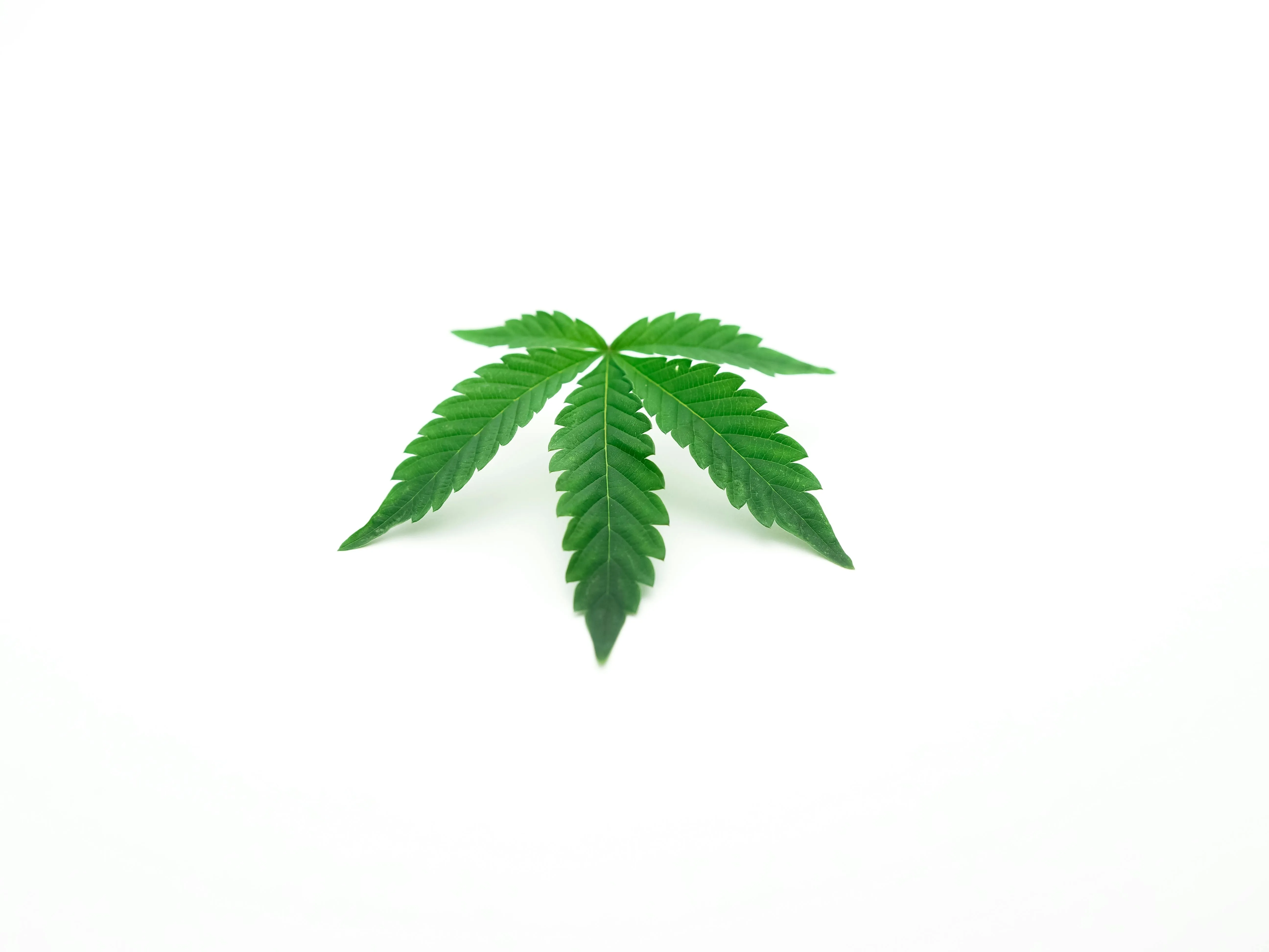 cannabis toronto