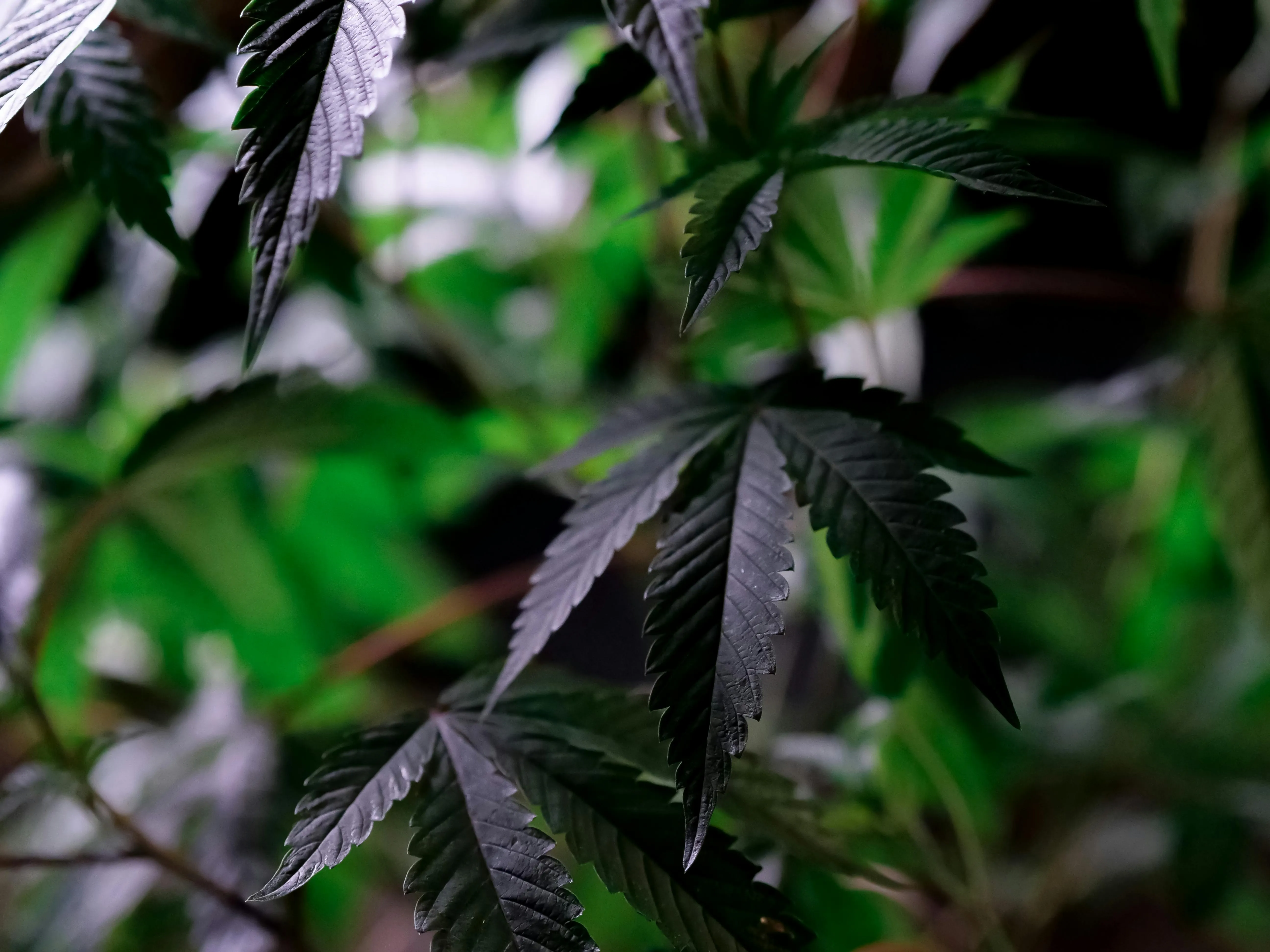 tropical plants
