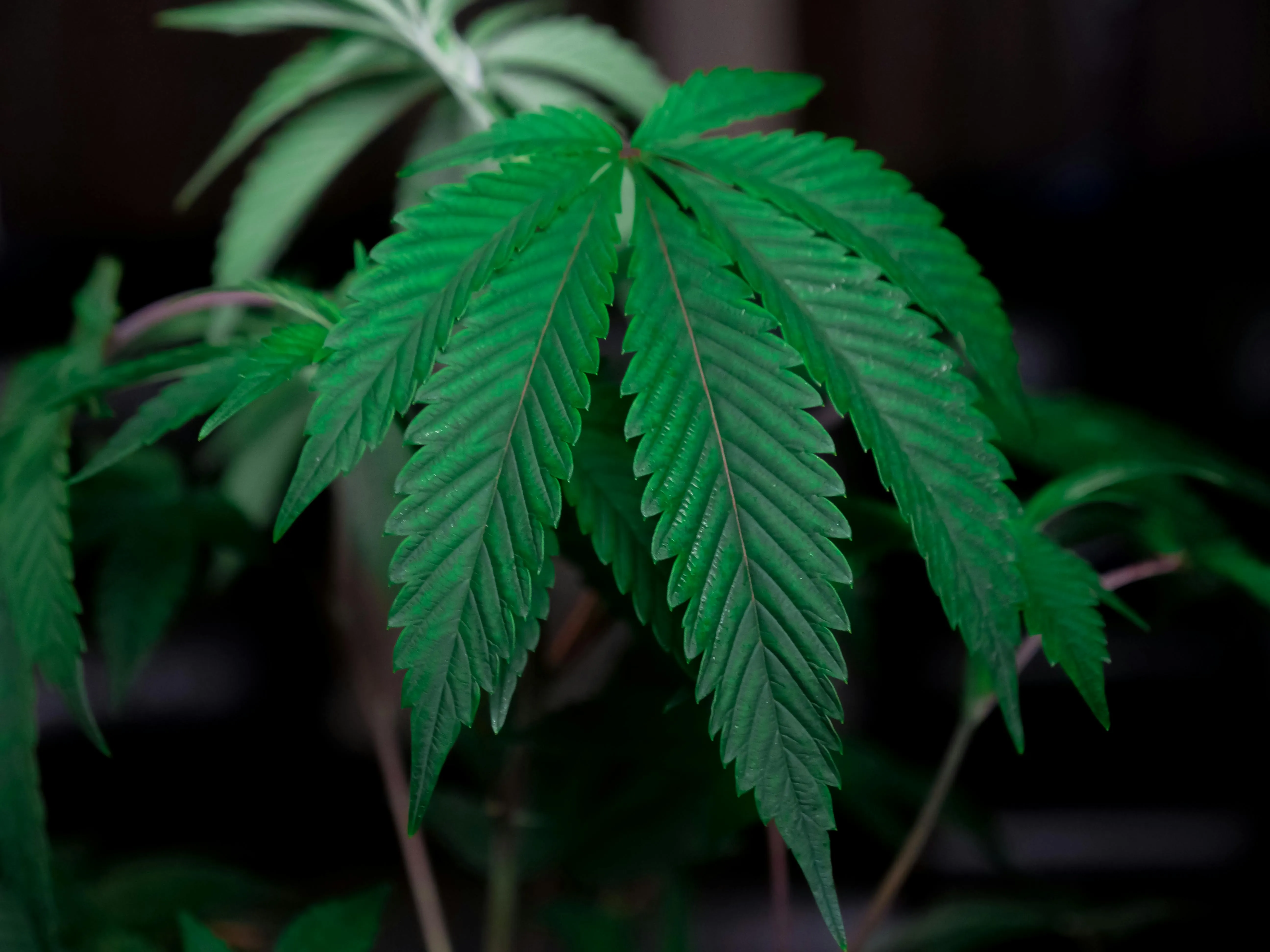 buy weed online