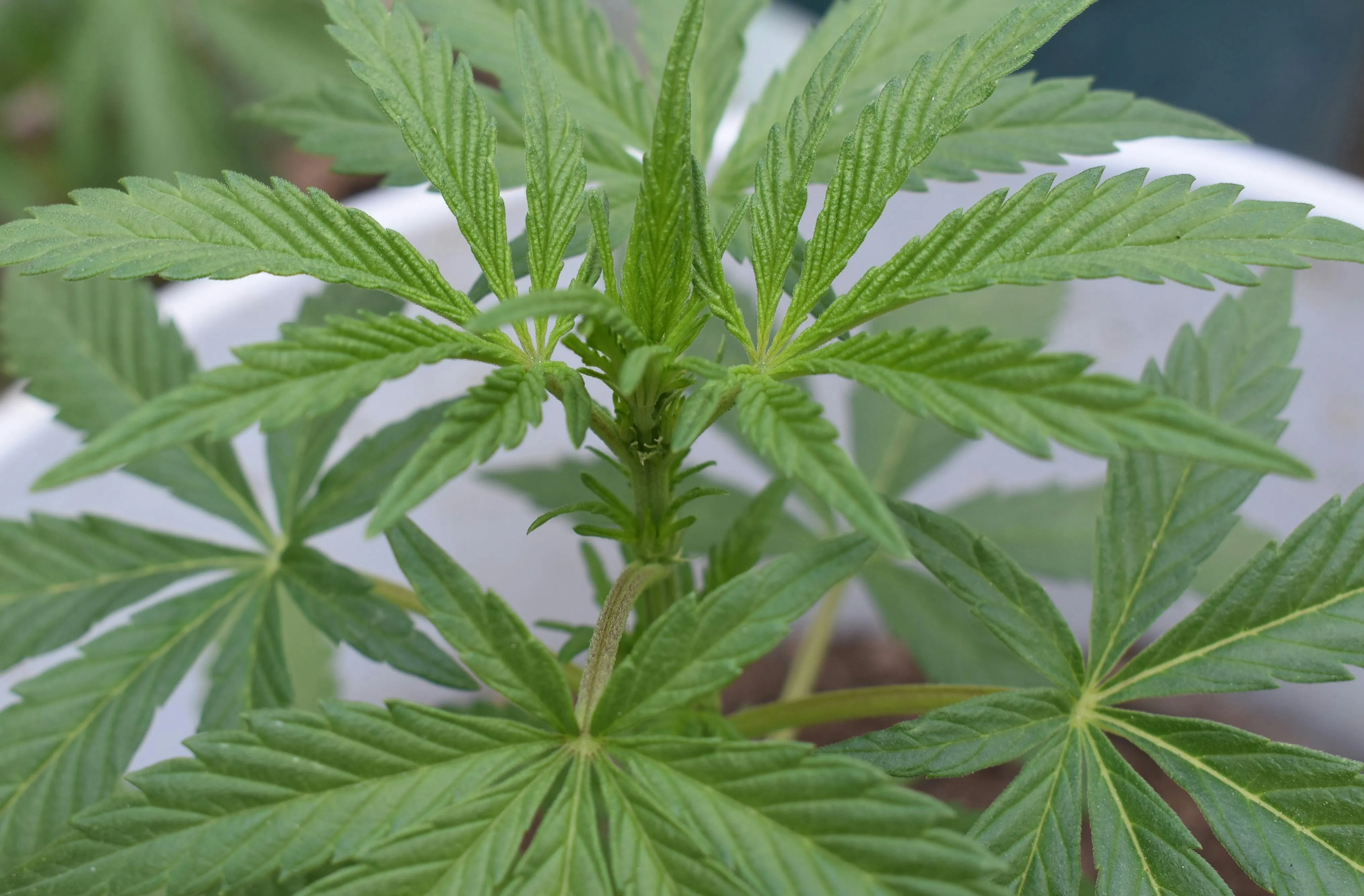 online dispensaries
