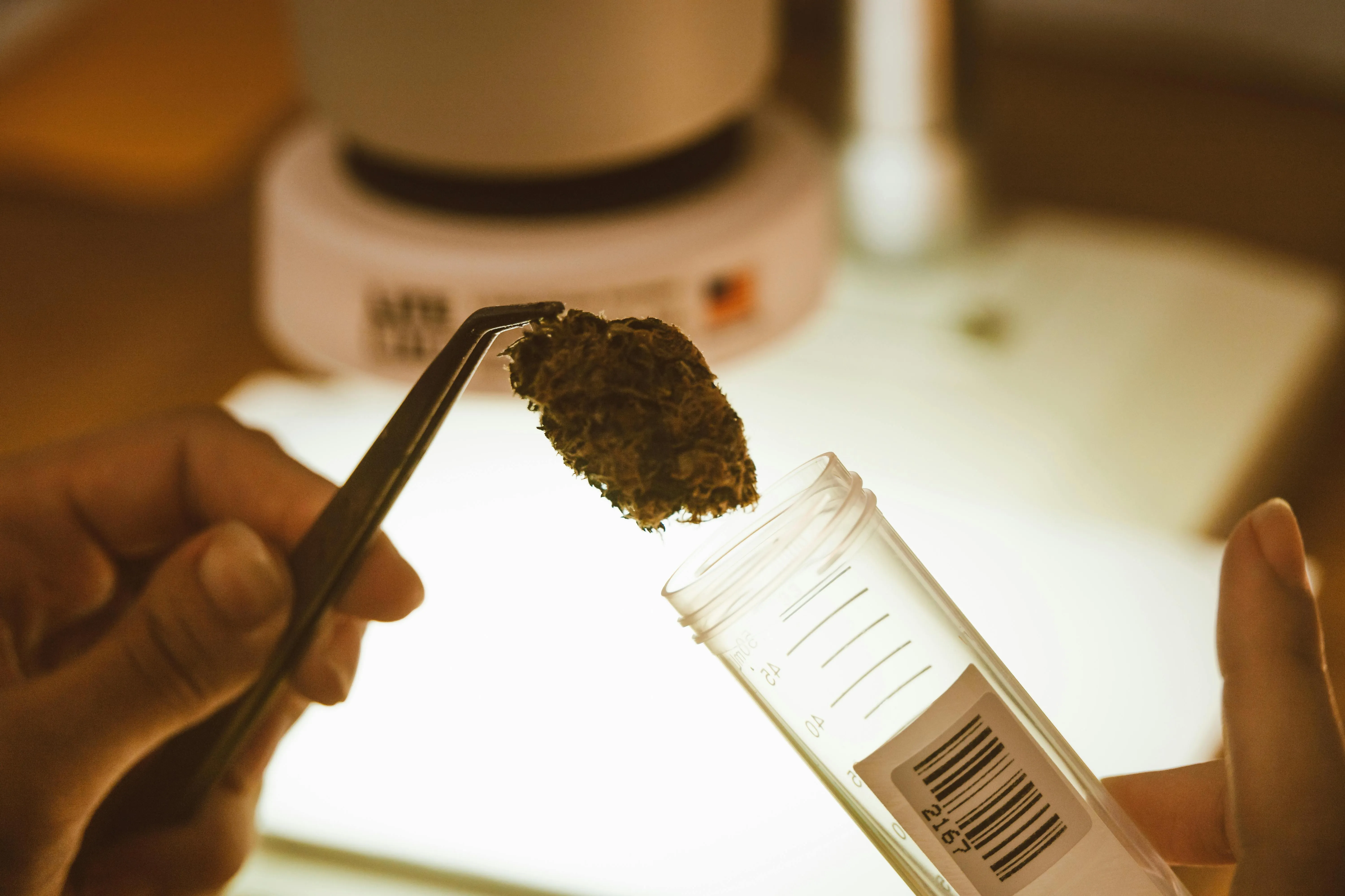 sustainable cannabis