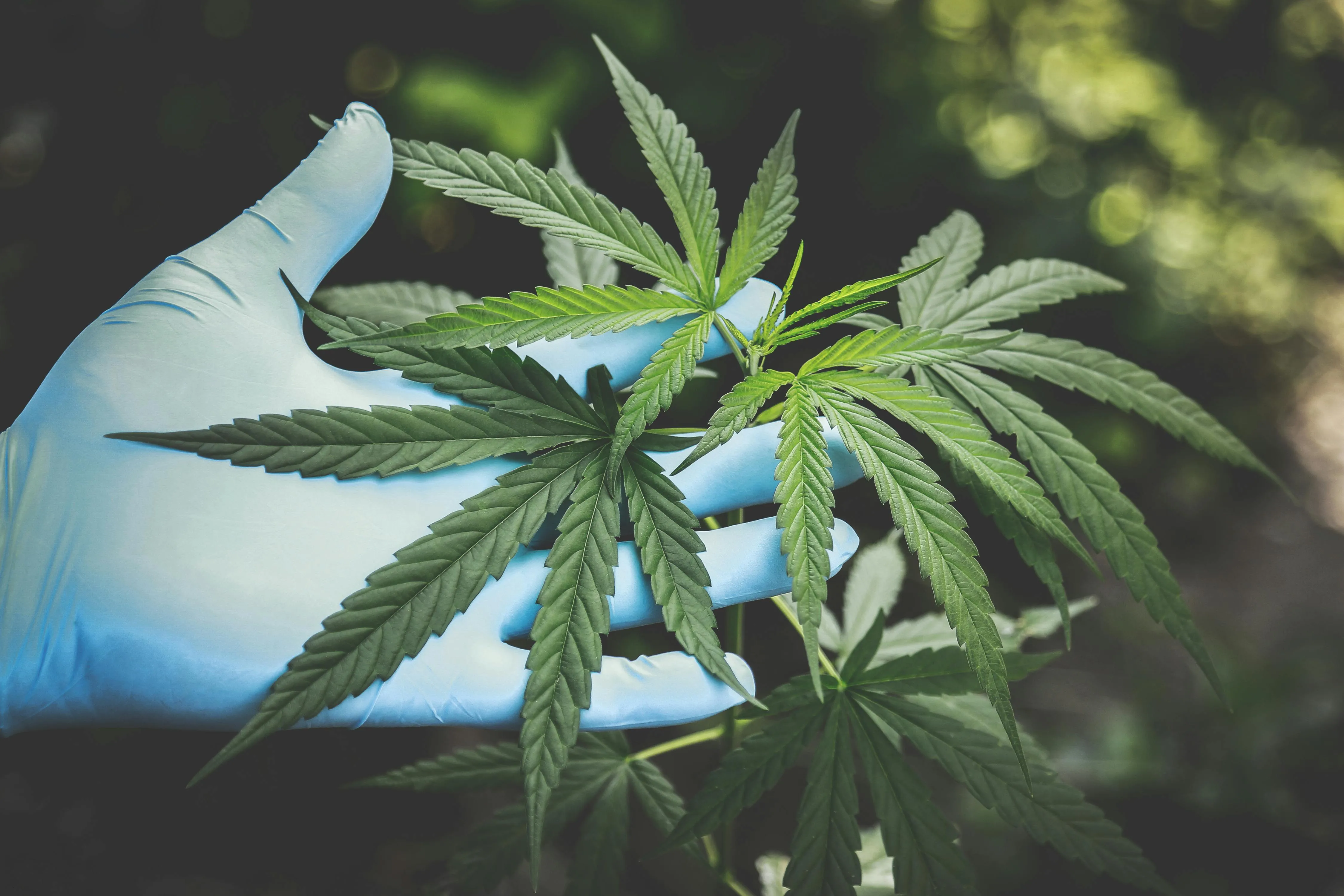 cannabis procurement