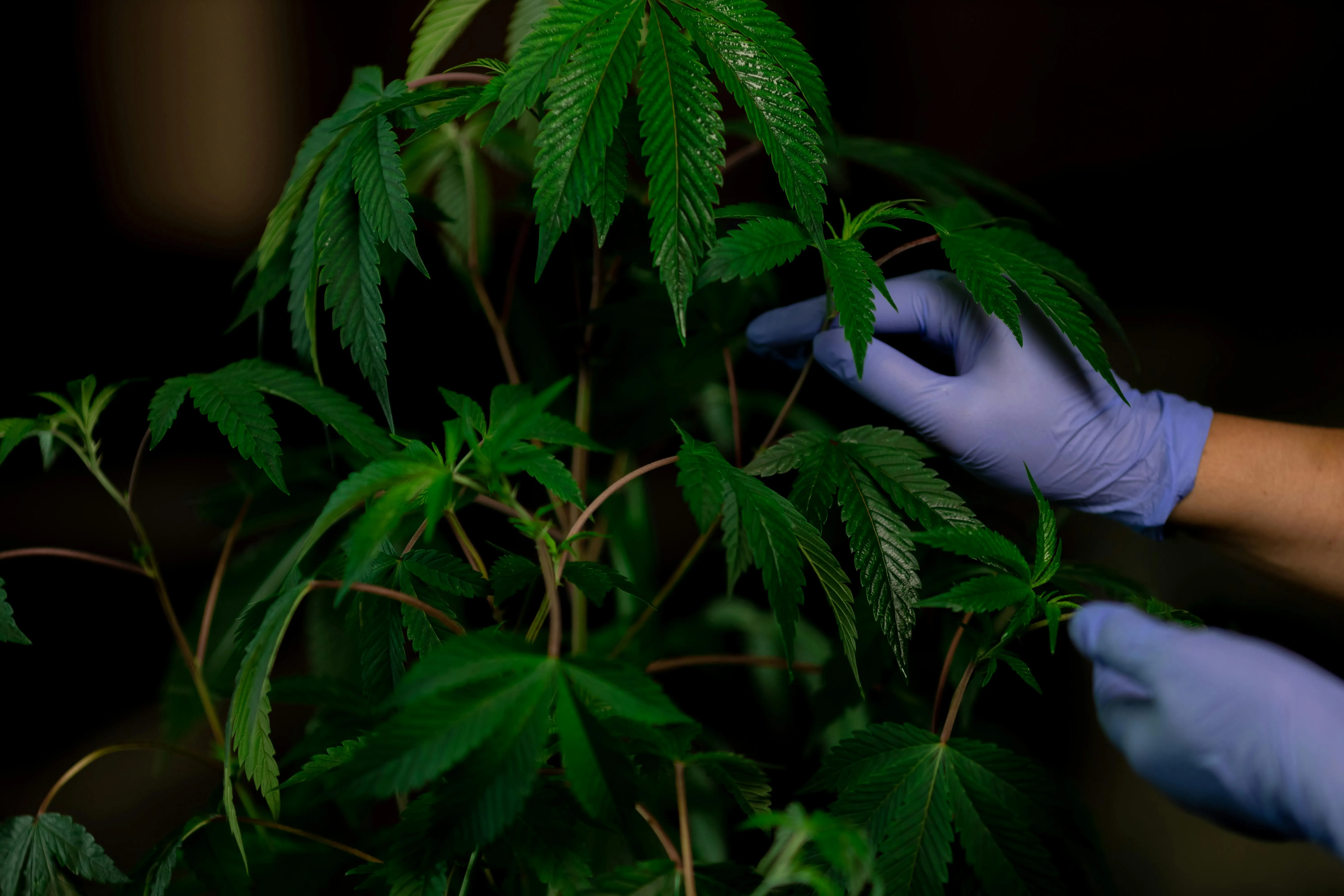 cannabis products