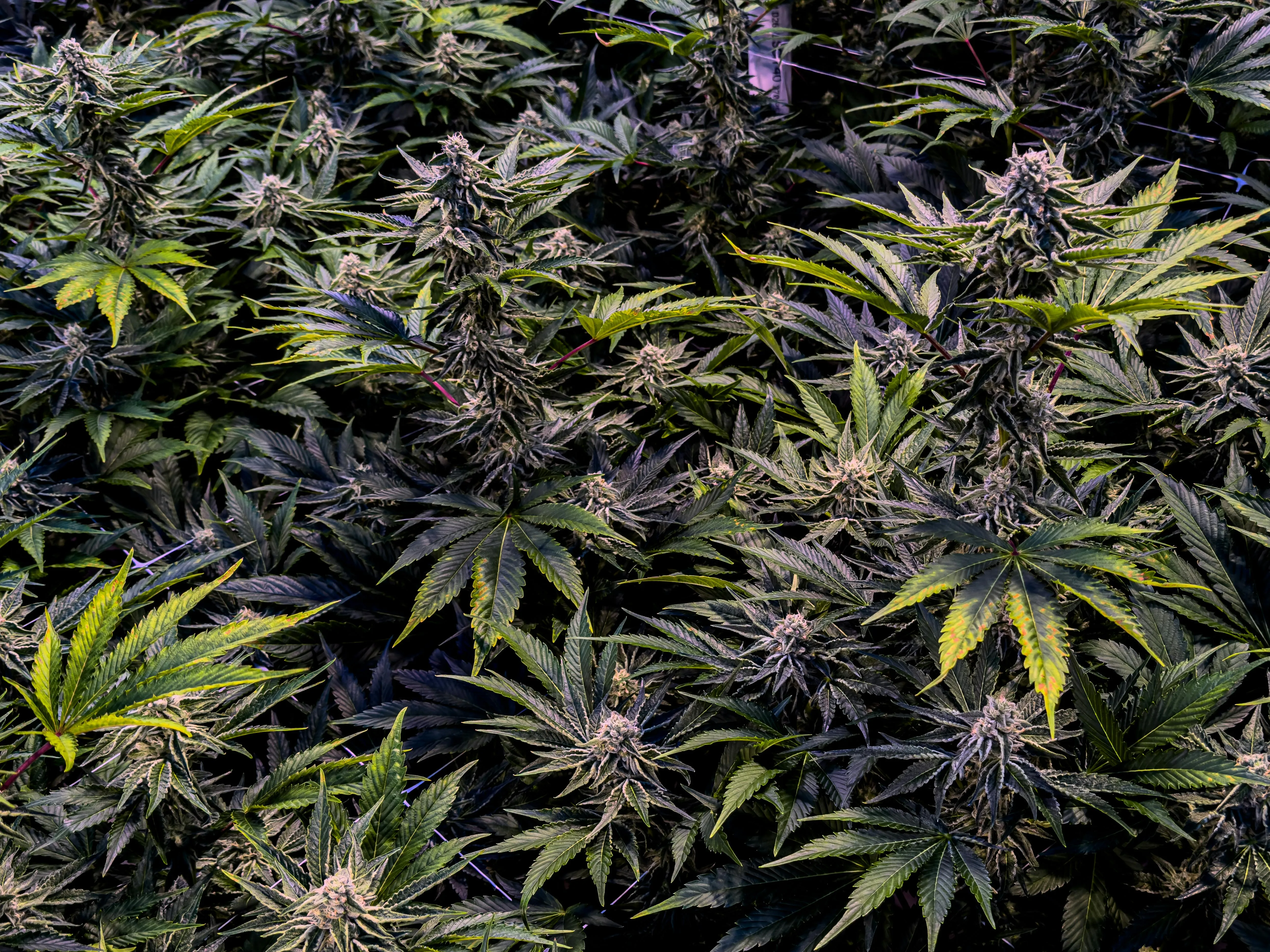 cannabis products
