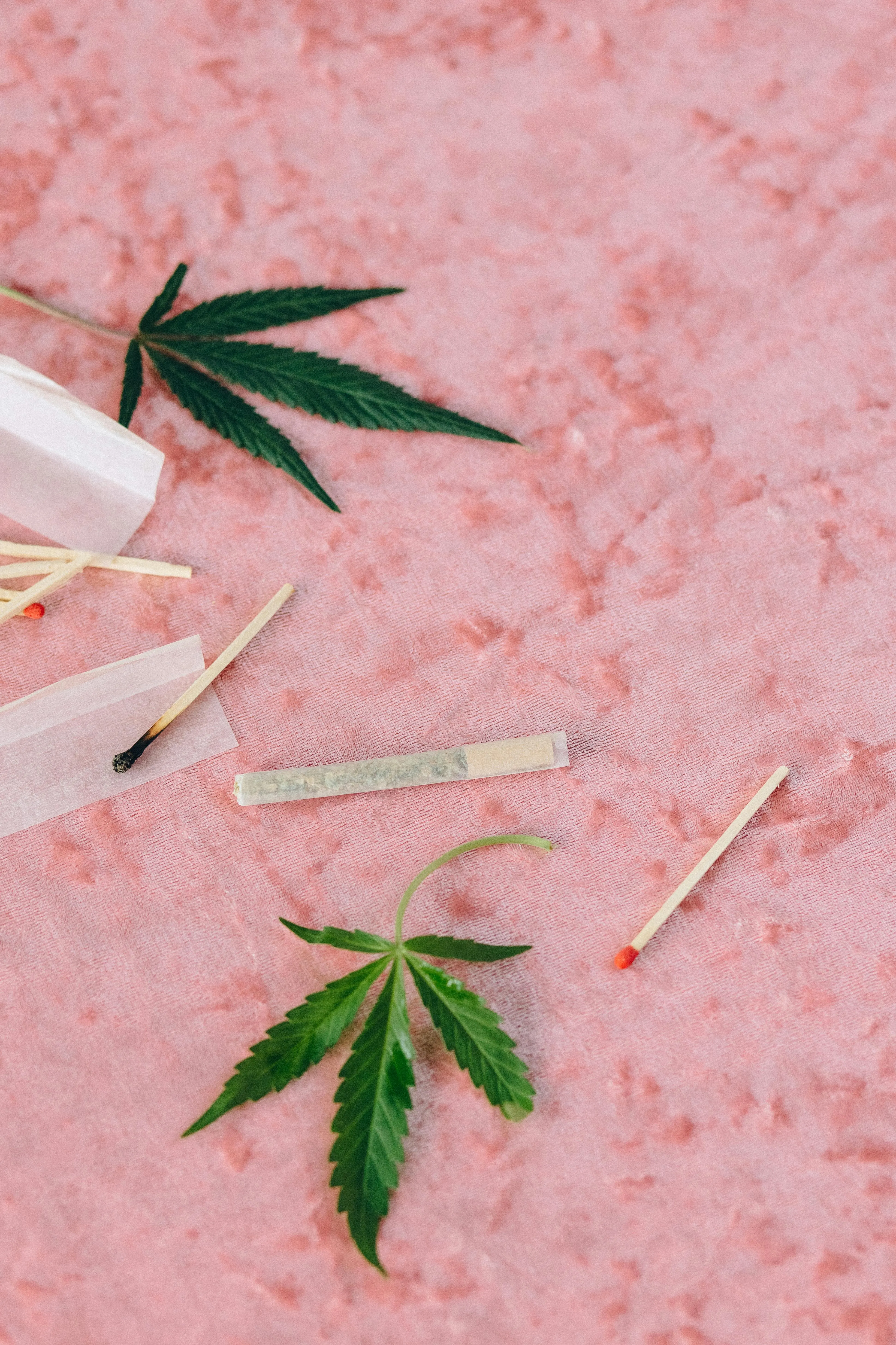 cannabis legalization